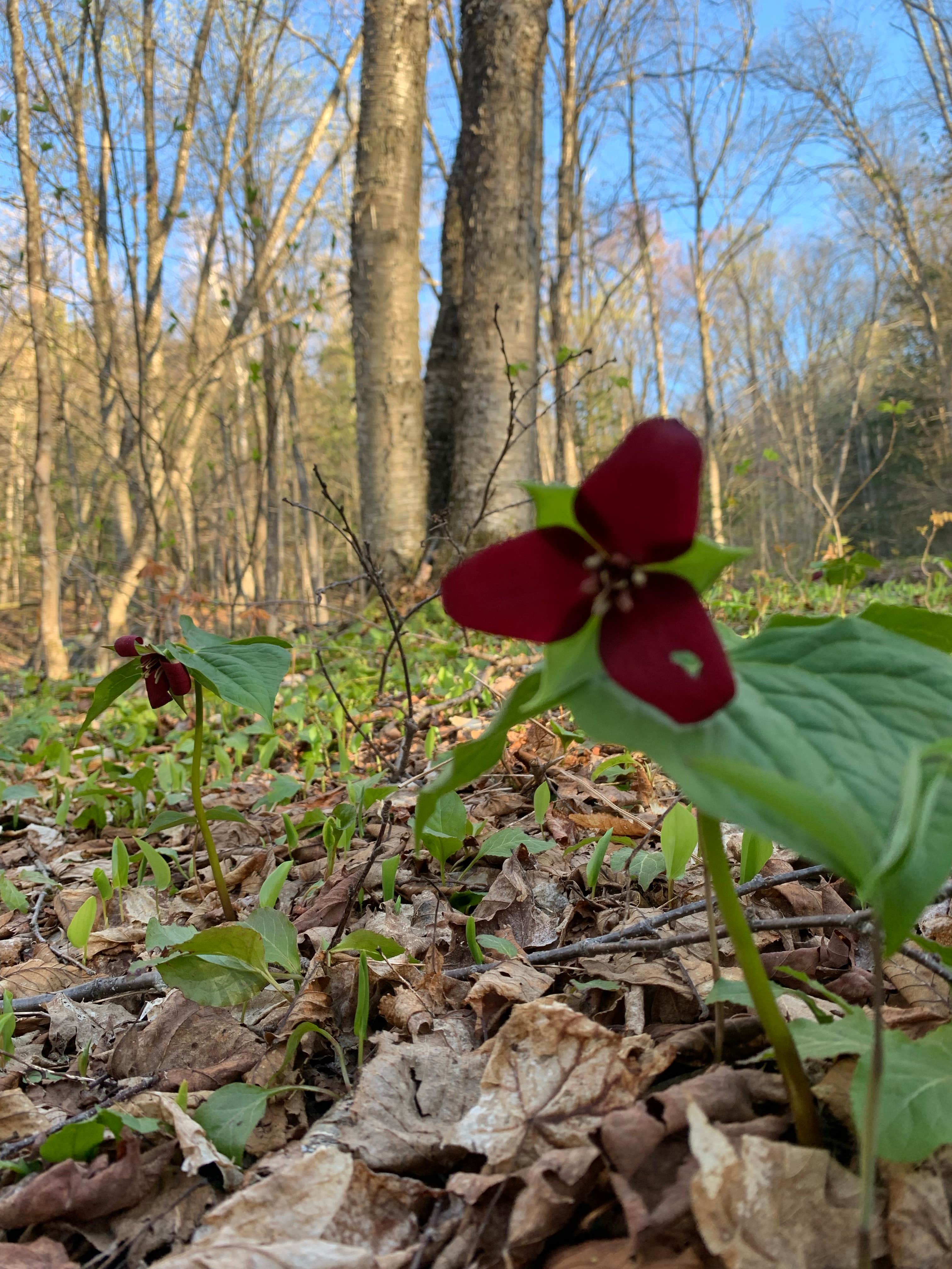 Camper-submitted photo at Green Mountain National Forest FR25 - Dispersed Camping near Bradford, VT