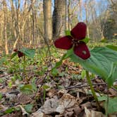 Review photo of Green Mountain National Forest FR25 - Dispersed Camping by Sigrid O., May 14, 2023