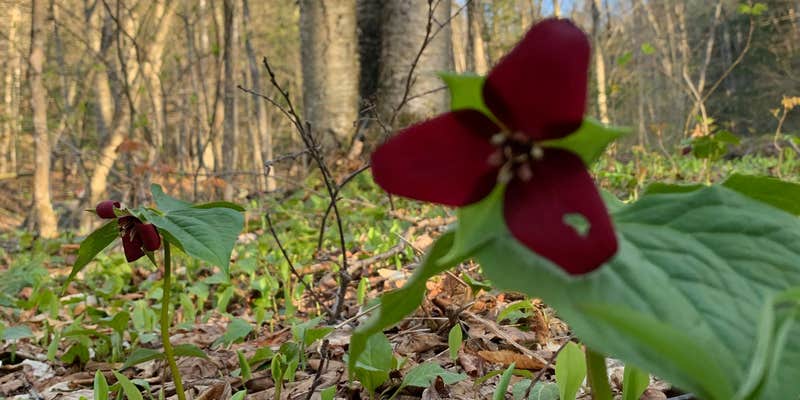 Camper submitted image from Green Mountain National Forest FR25 - Dispersed Camping