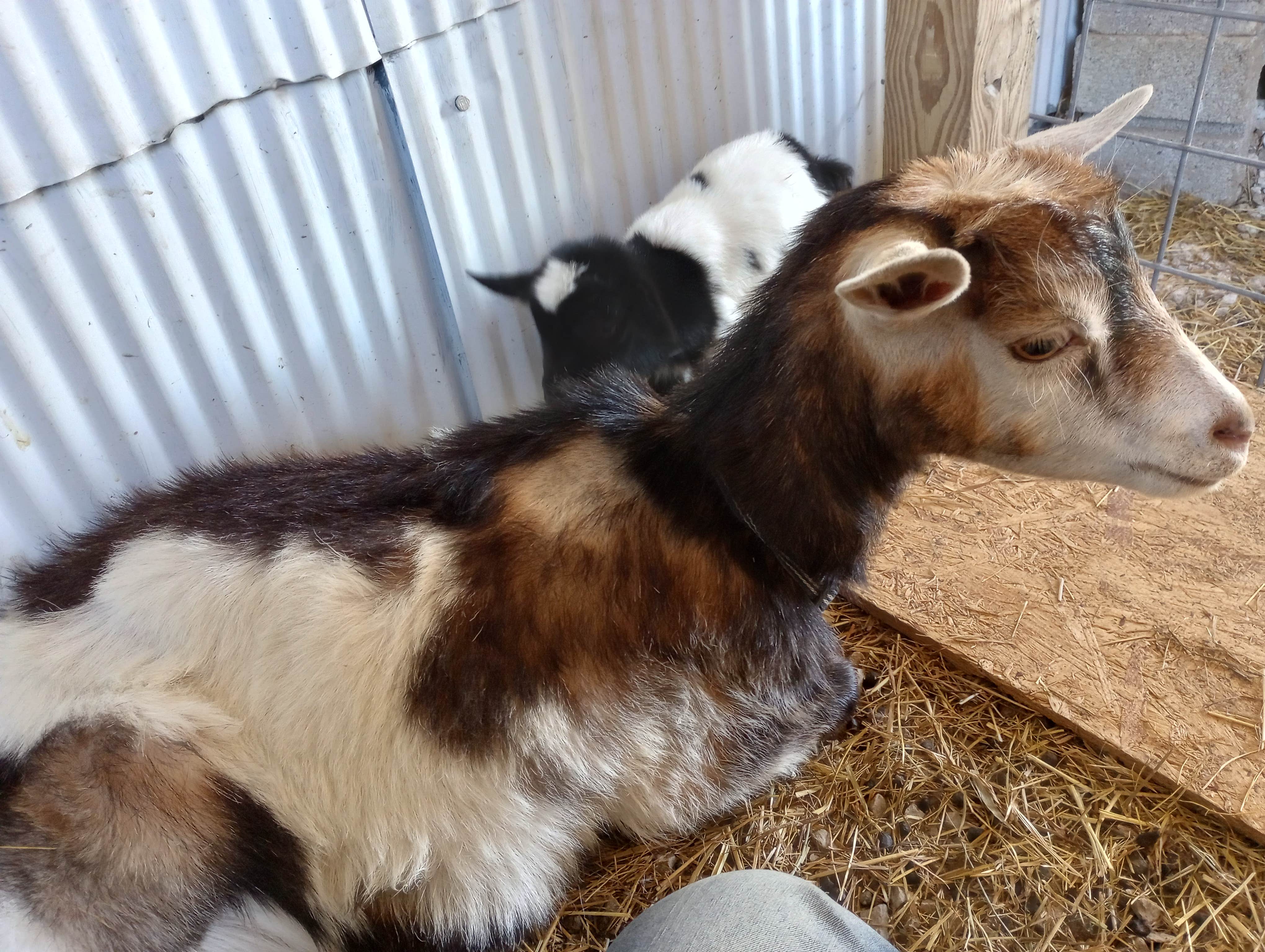 Camper submitted image from 3b Goat Farms - 2