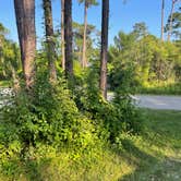 Review photo of Dr. Julian G. Bruce St. George Island State Park Campground by c S., May 14, 2023