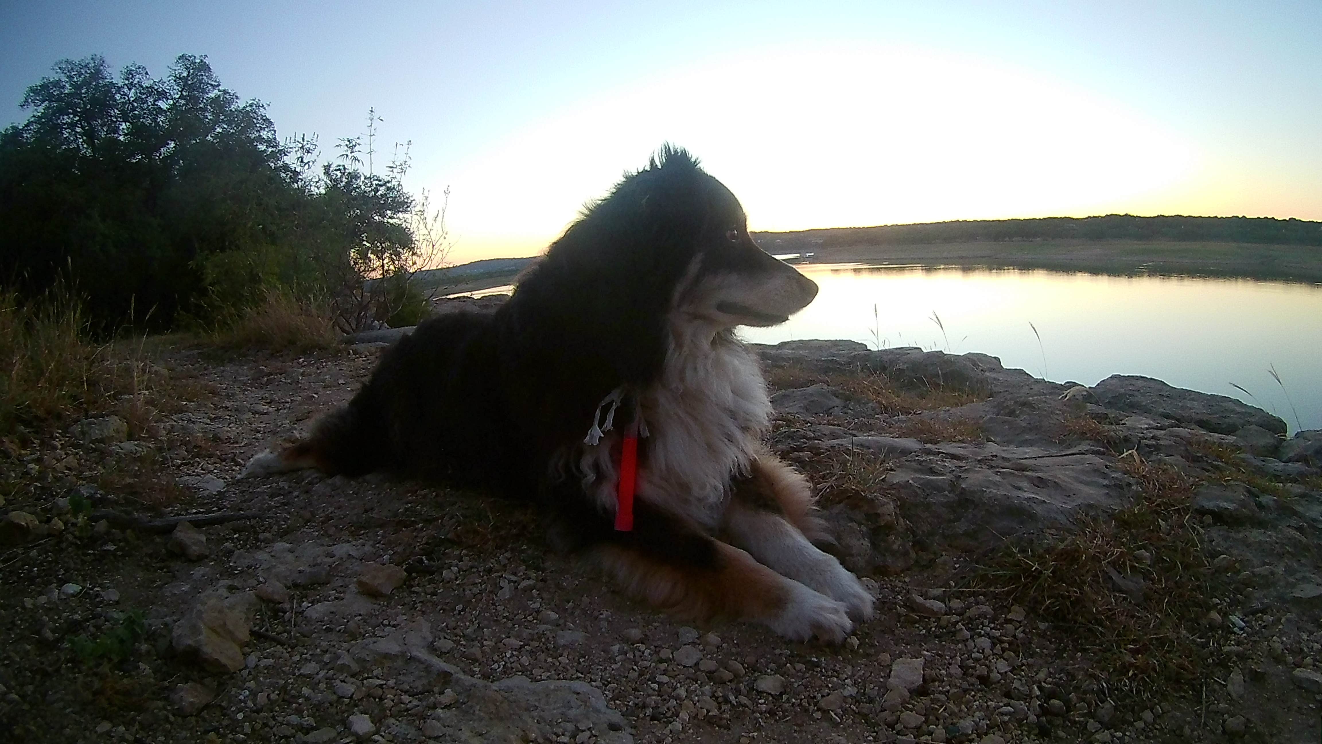 Ronnie M.'s photo of camping with pets at Pace Bend Park - Lake Travis near Georgetown, TX