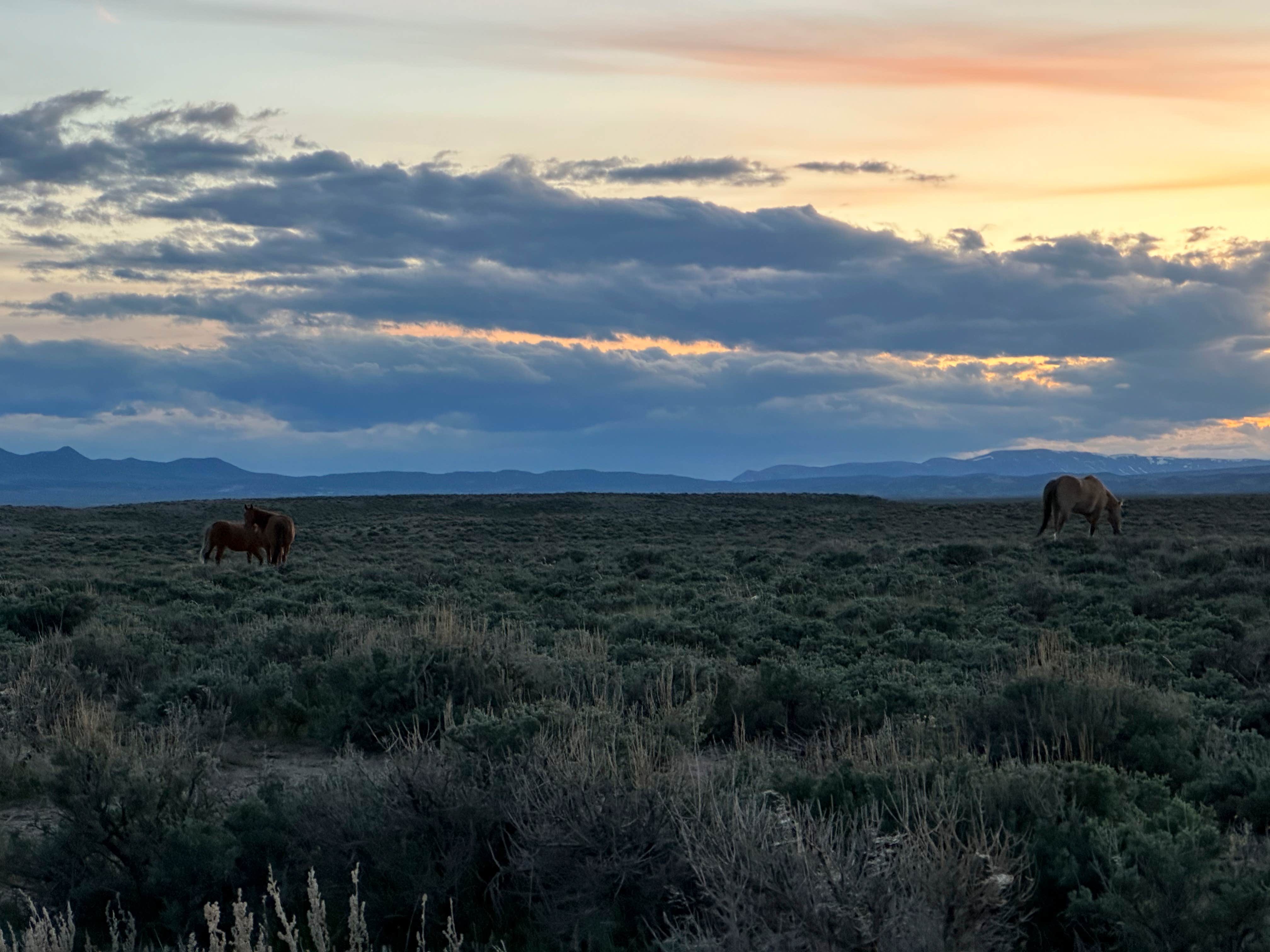 Casey H.'s photo of a dispersed camping area at Sand Wash Basin near Maybell, CO