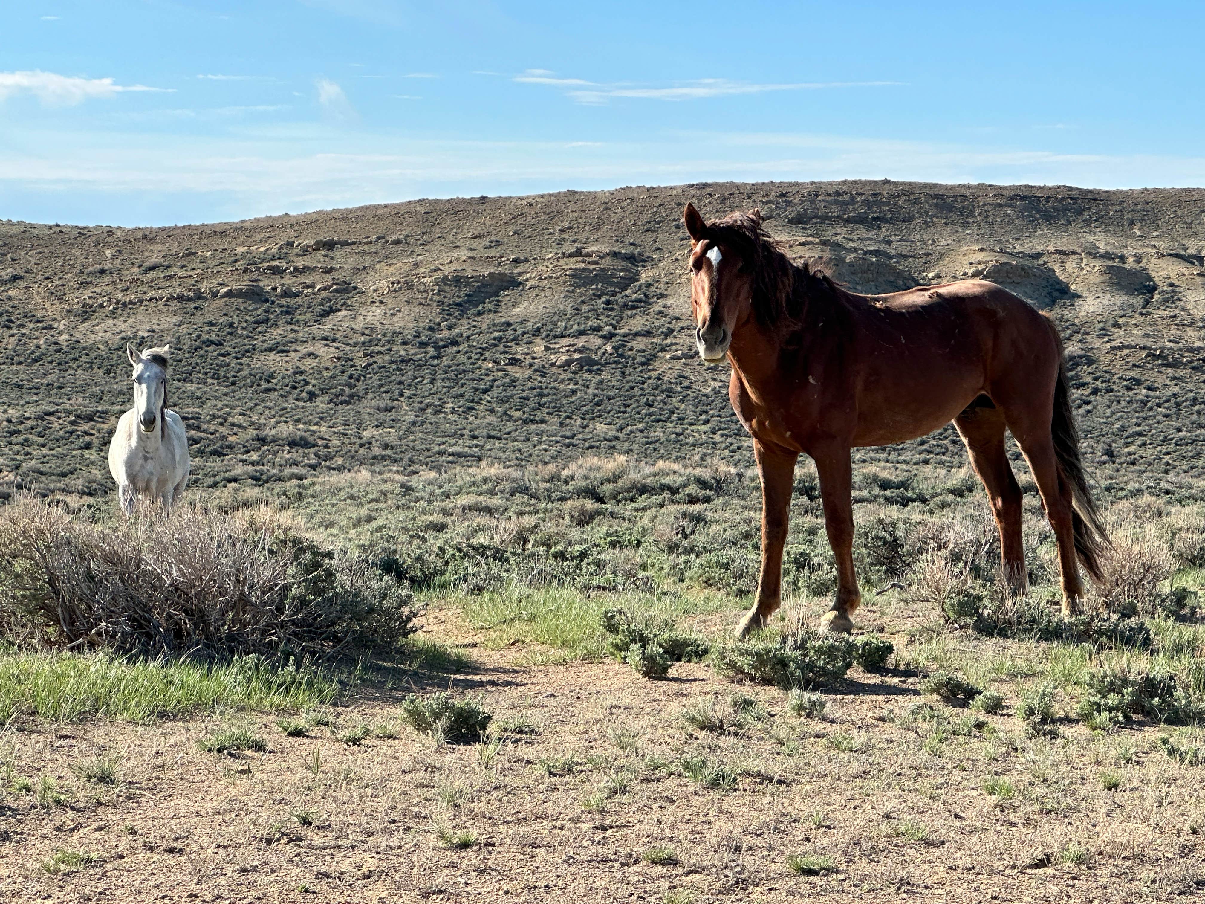 Camper-submitted photo at Sand Wash Basin near Maybell, CO