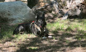 Chris P.'s photo of camping with pets at Cole Creek Campground — Clear Lake State Park near Potter Valley, CA