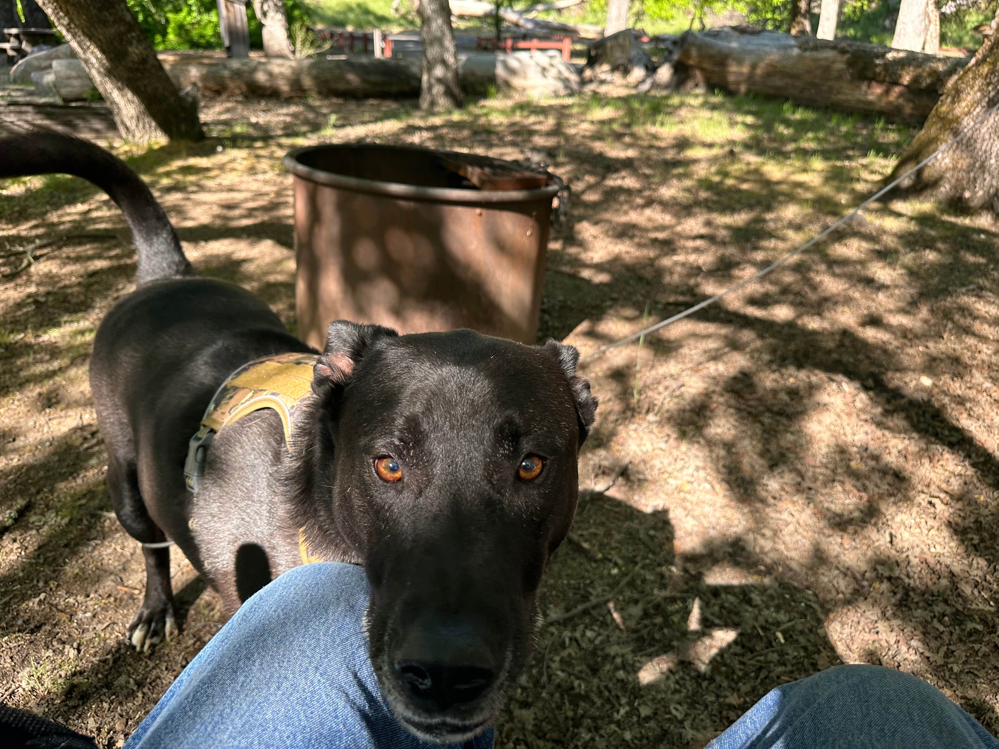Camper-submitted photo at Cole Creek Campground — Clear Lake State Park near Lakeport, CA