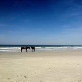 Review photo of Sea Camp Campground — Cumberland Island National Seashore by Diana B., October 10, 2018