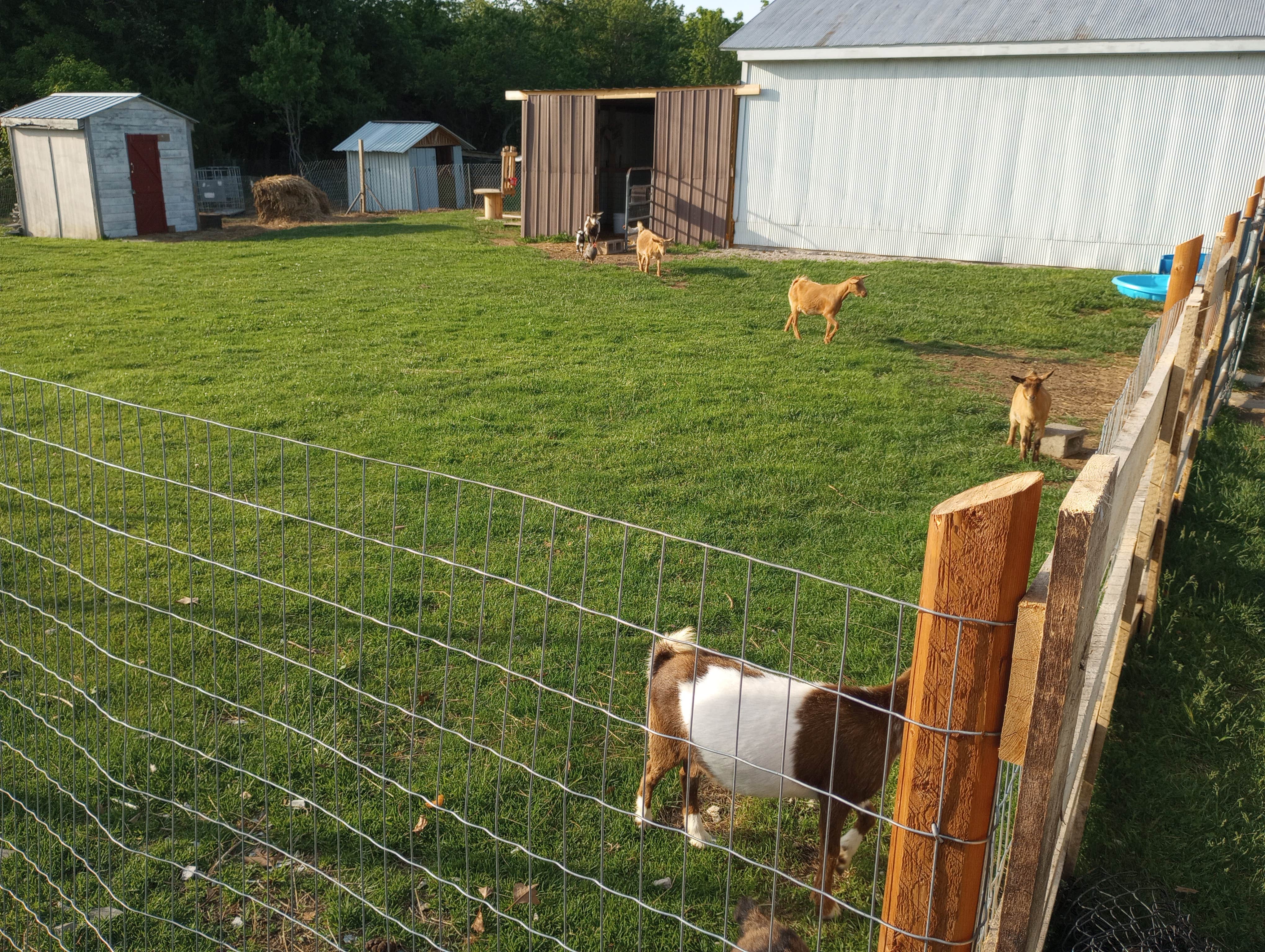 Camper submitted image from 3b Goat Farms - 1