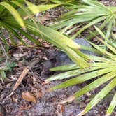 Review photo of Sea Camp Campground — Cumberland Island National Seashore by Diana B., October 10, 2018