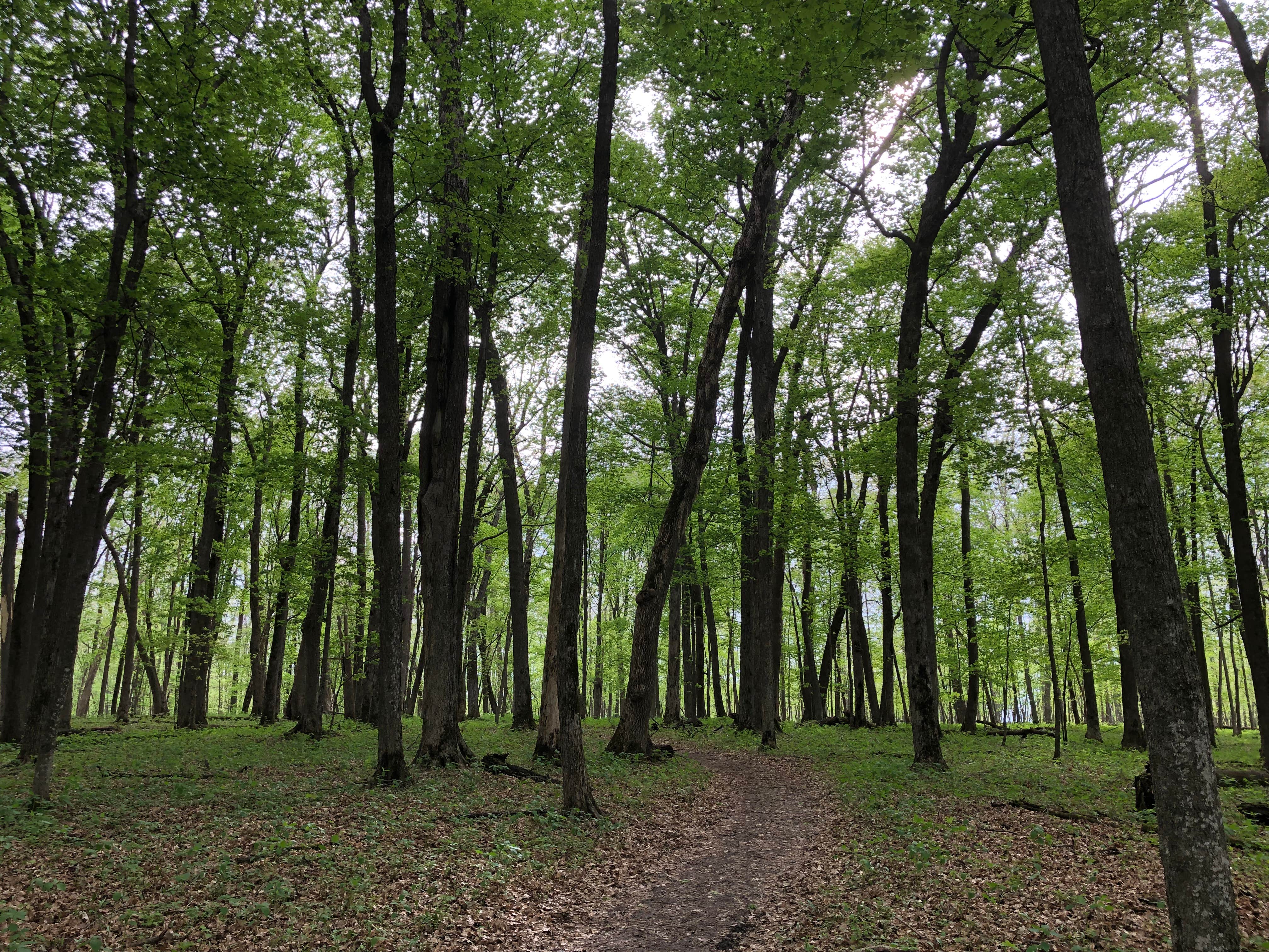 Camper-submitted photo at Oxbow County Park near Rochester, MN