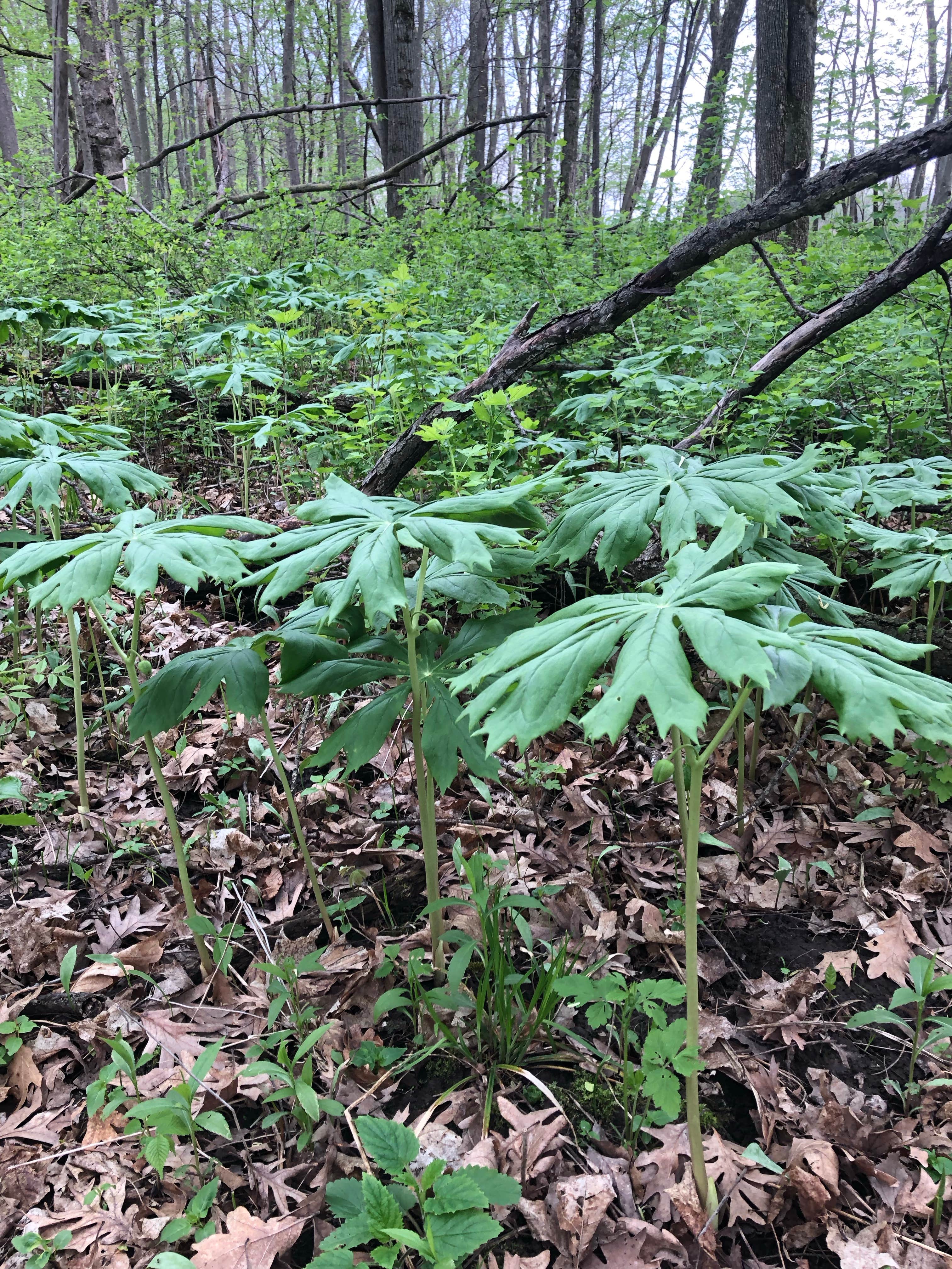 Camper-submitted photo at Oxbow County Park near Rochester, MN