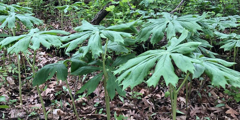 Camper submitted image from Oxbow County Park