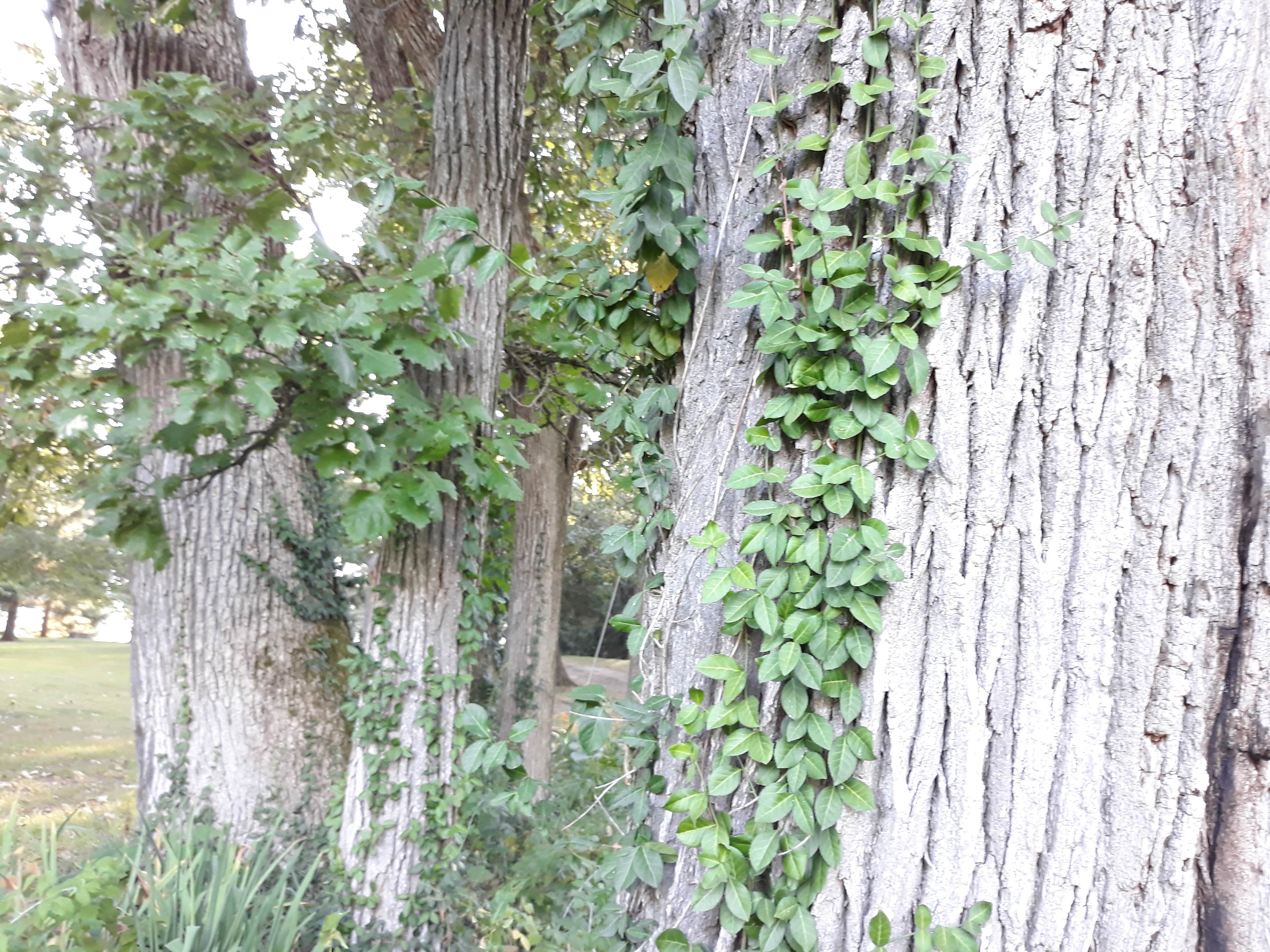 Camper-submitted photo at Escape to Nature near Carpentersville, IL