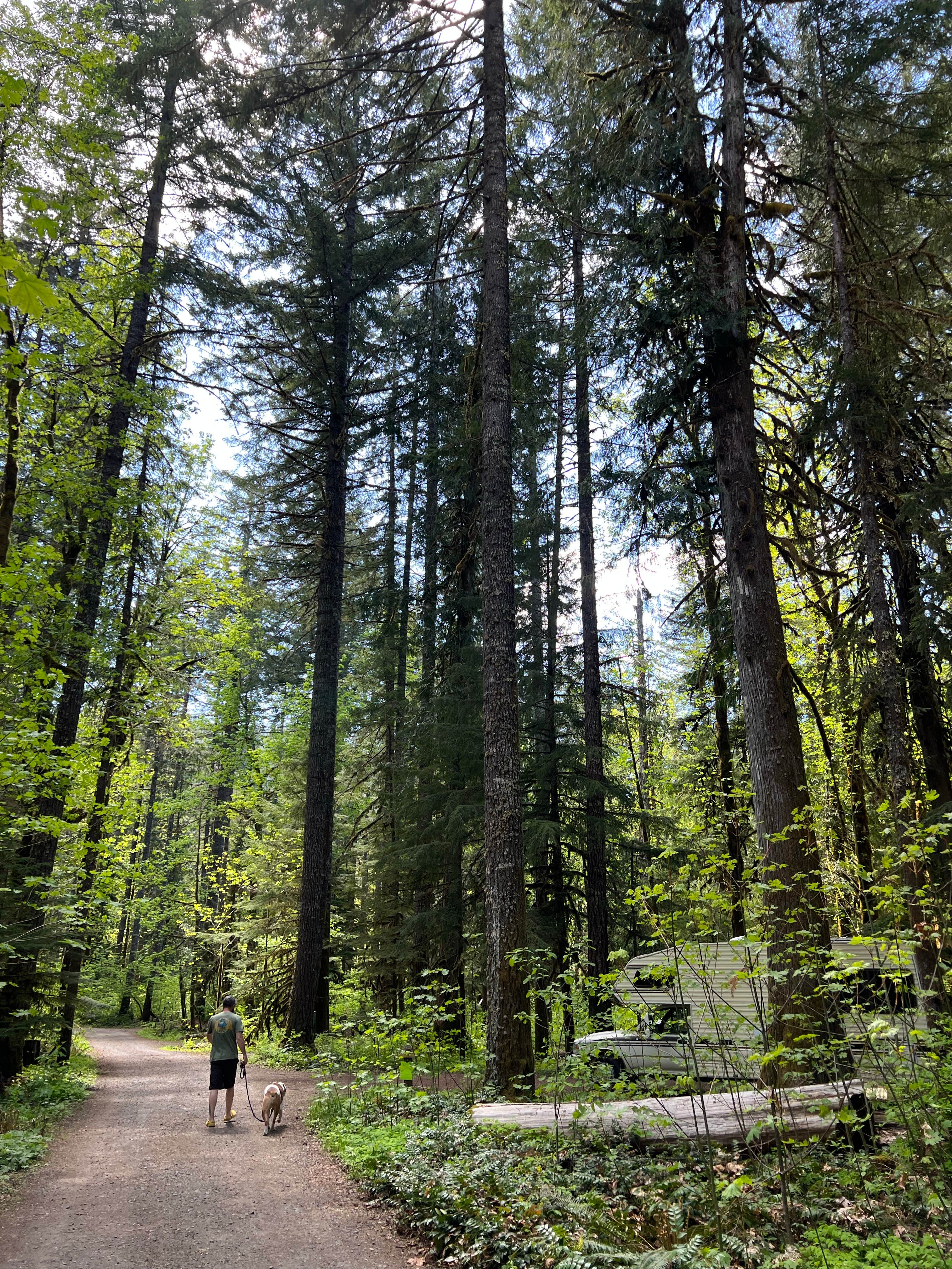 Michell C.'s photo of camping with pets at Panther Creek Campground near Columbia River Gorge National Scenic Area