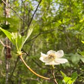 Review photo of Panther Creek Campground by Michell C., May 15, 2023