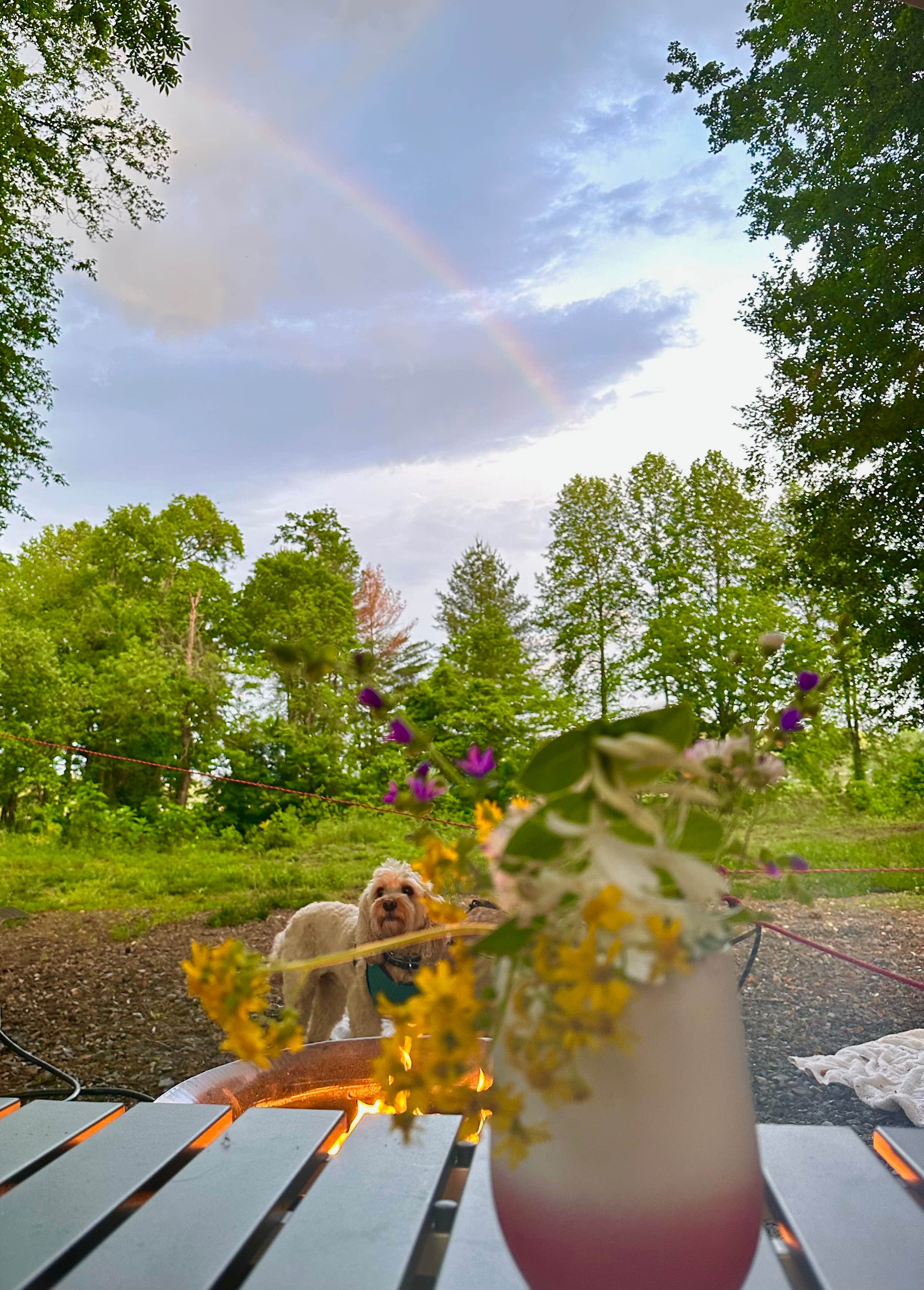 Ted N.'s photo of camping with pets at 411 River Rest Campground near Eton, GA