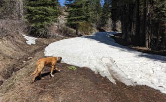 Laura M.'s photo of camping with pets at Cedar Pass Campground near Modoc National Forest