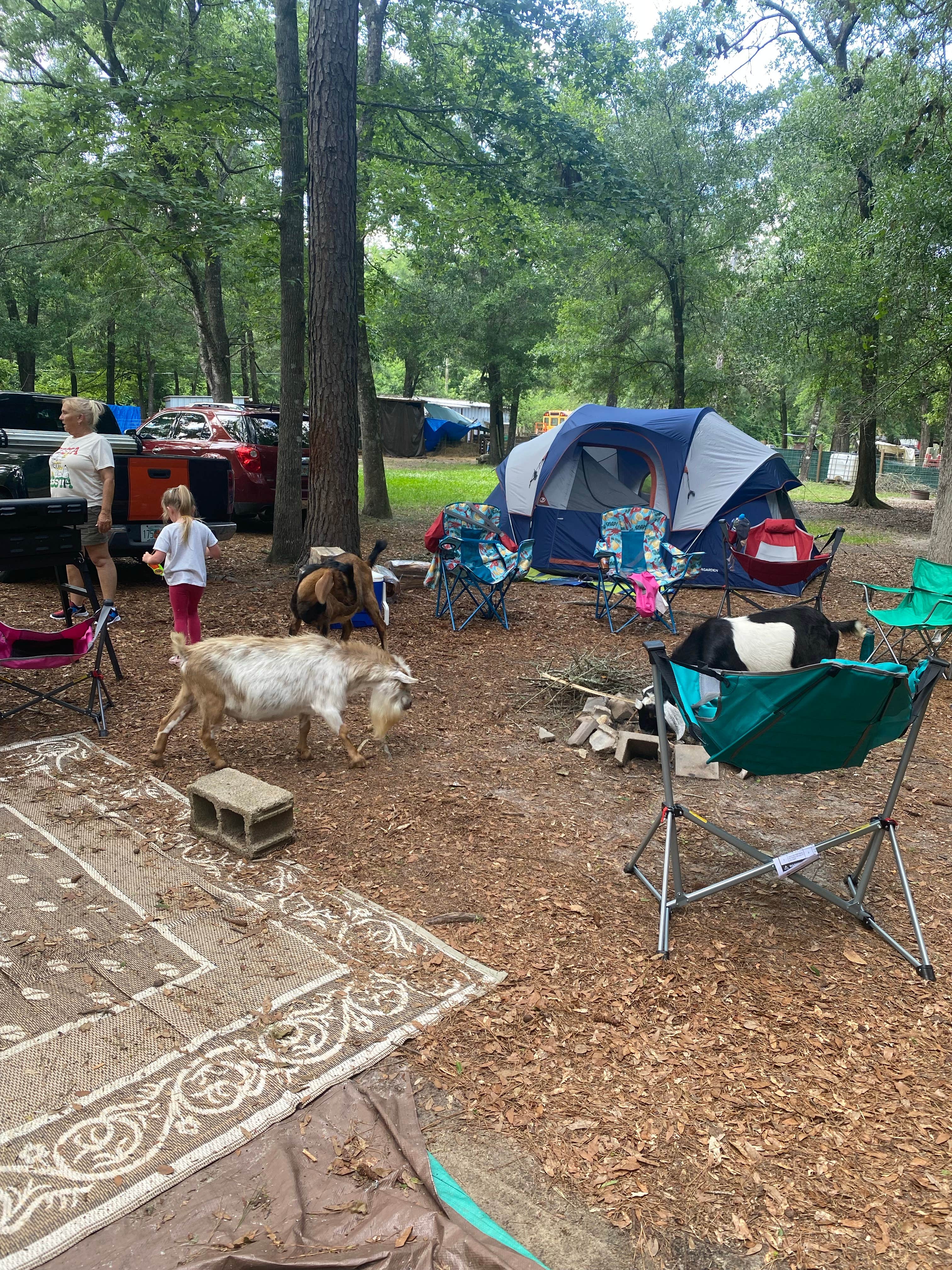 Abby's photo at Goat House Farm near Wacissa, FL