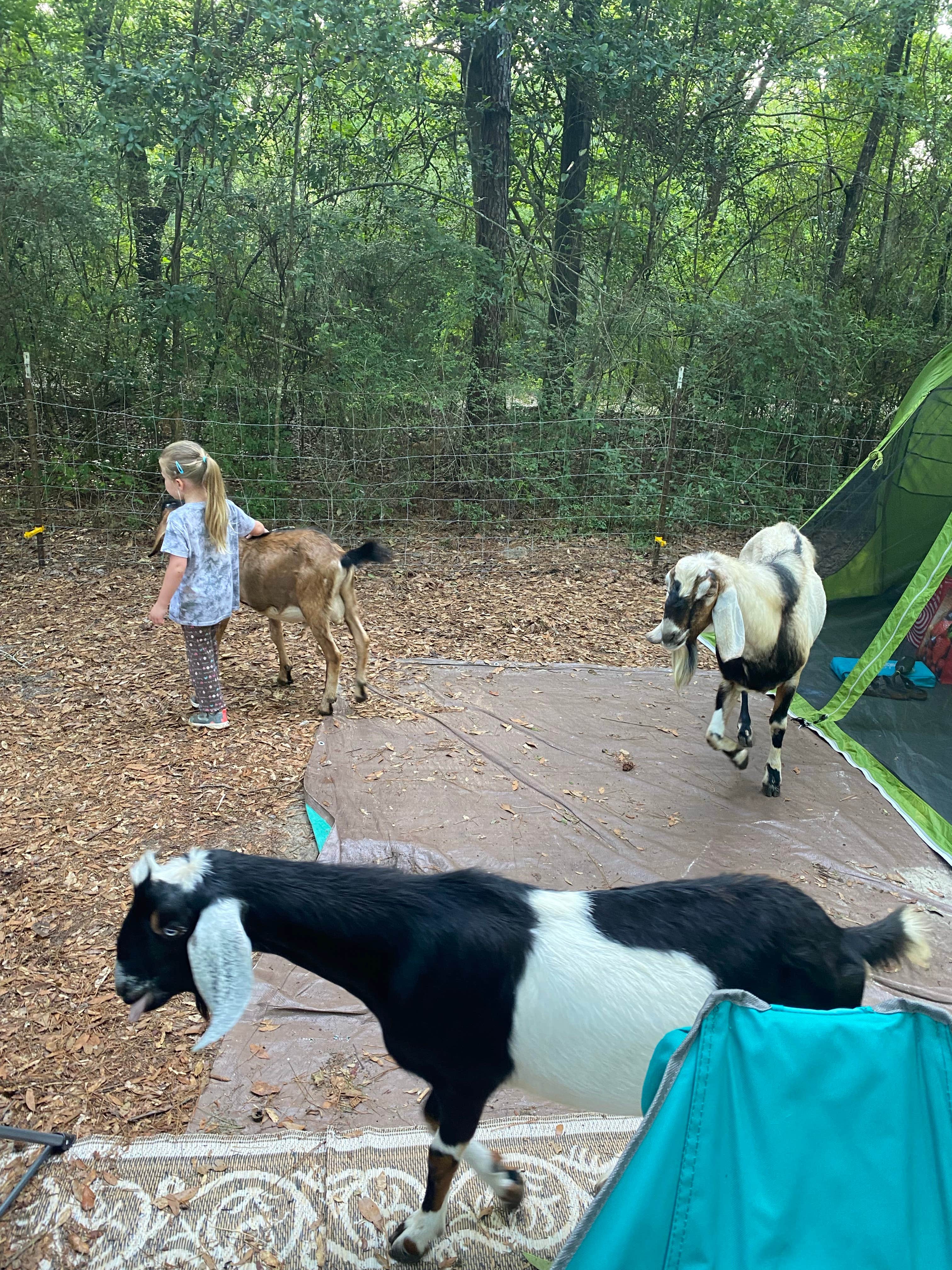 Camper submitted image from Goat House Farm - 2