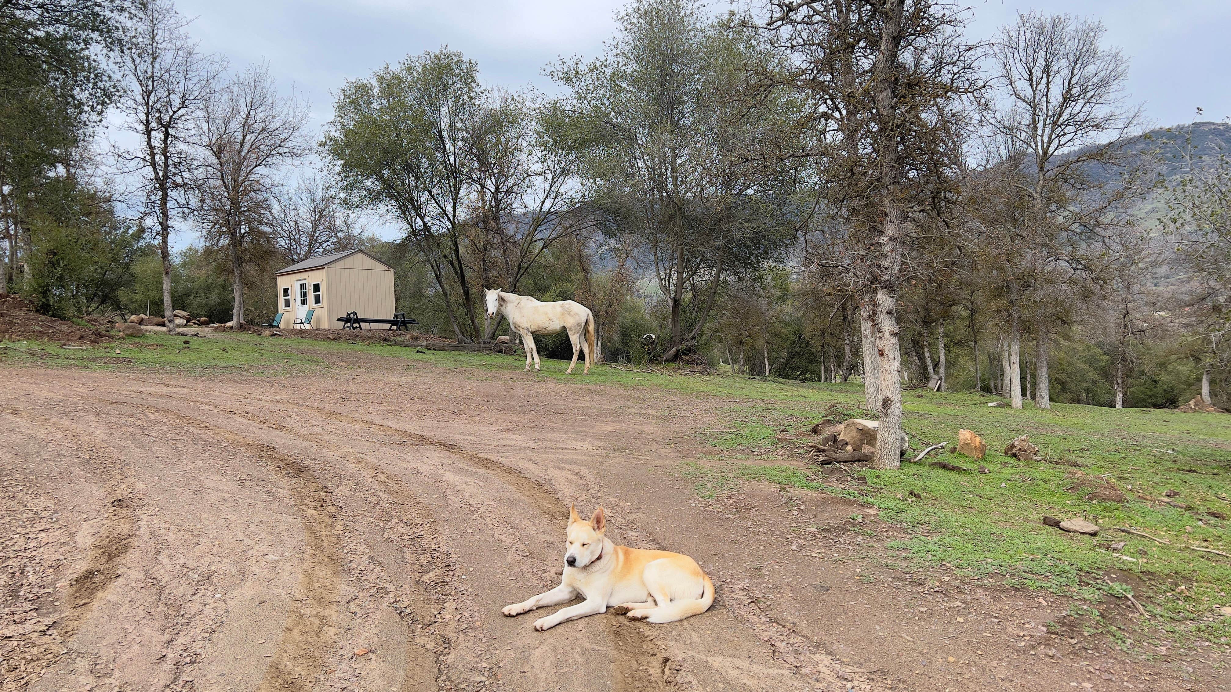 Matt D.'s photo of camping with pets at Camp ikigai Animal Sanctuary 501c3 near Pine Flat Lake