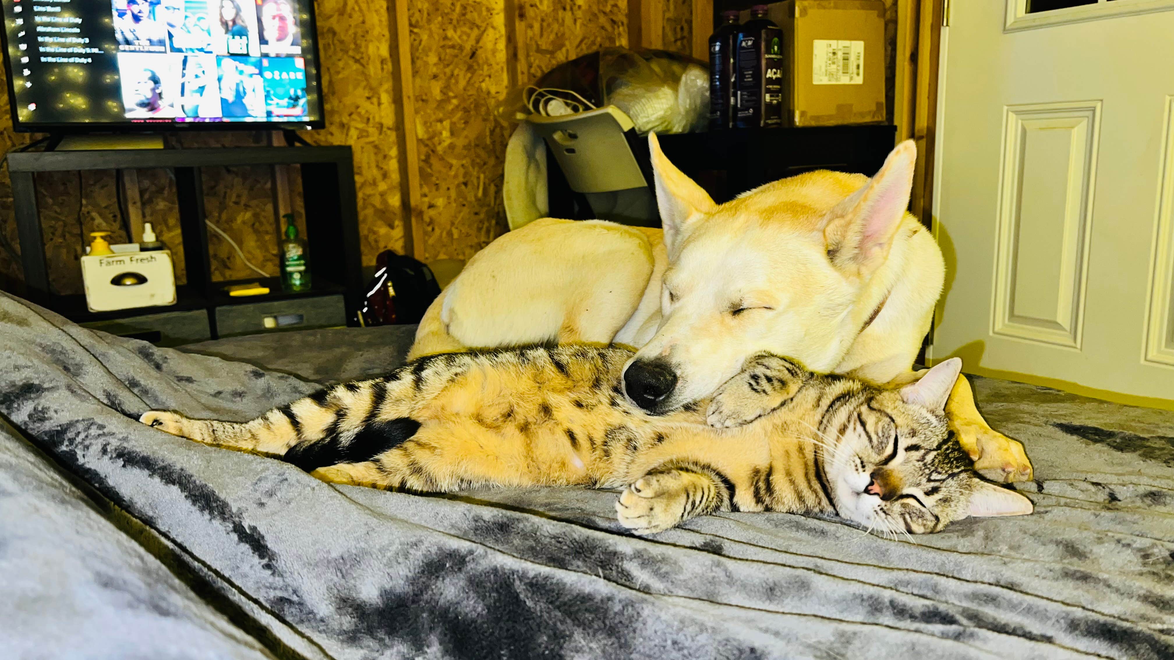 Matt D.'s photo of camping with pets at Camp ikigai Animal Sanctuary 501c3 near Goshen, CA