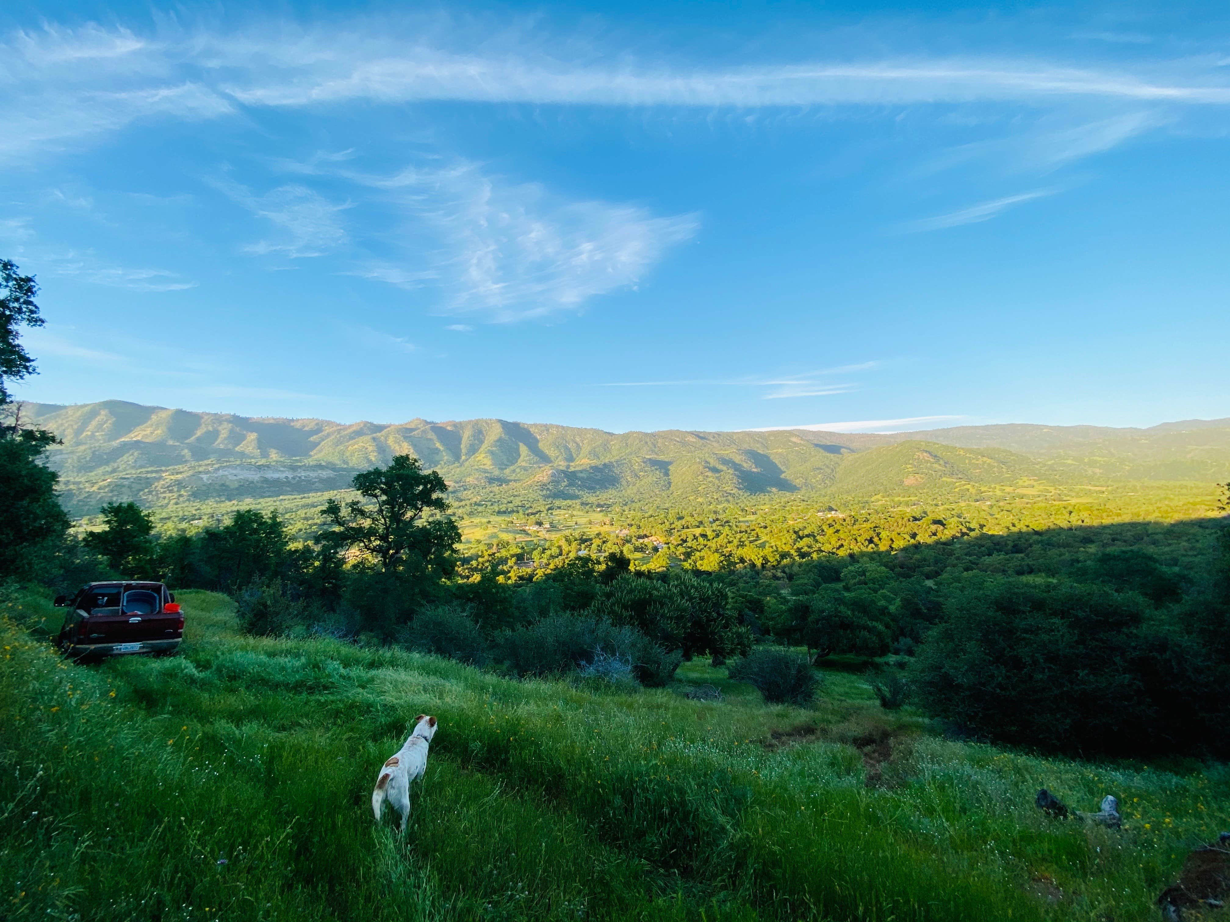 Matt D.'s photo of camping with pets at Camp ikigai Animal Sanctuary 501c3 near Goshen, CA