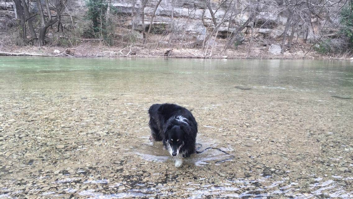 Ronnie M.'s photo of camping with pets at Guadalupe River RV Park and Campgrounds near Johnson City, TX