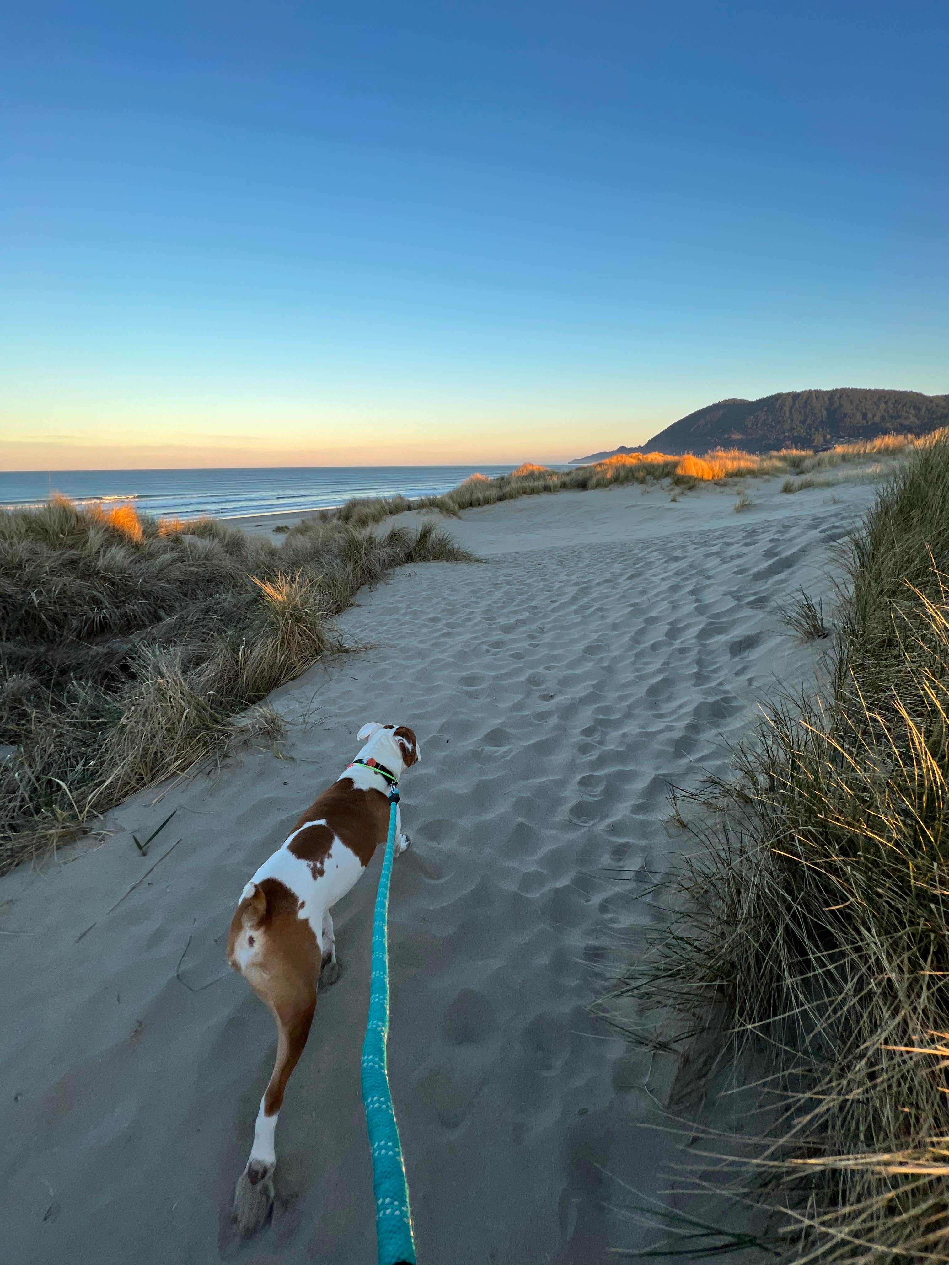 Michell C.'s photo of camping with pets at Nehalem Bay State Park Campground near Netarts, OR