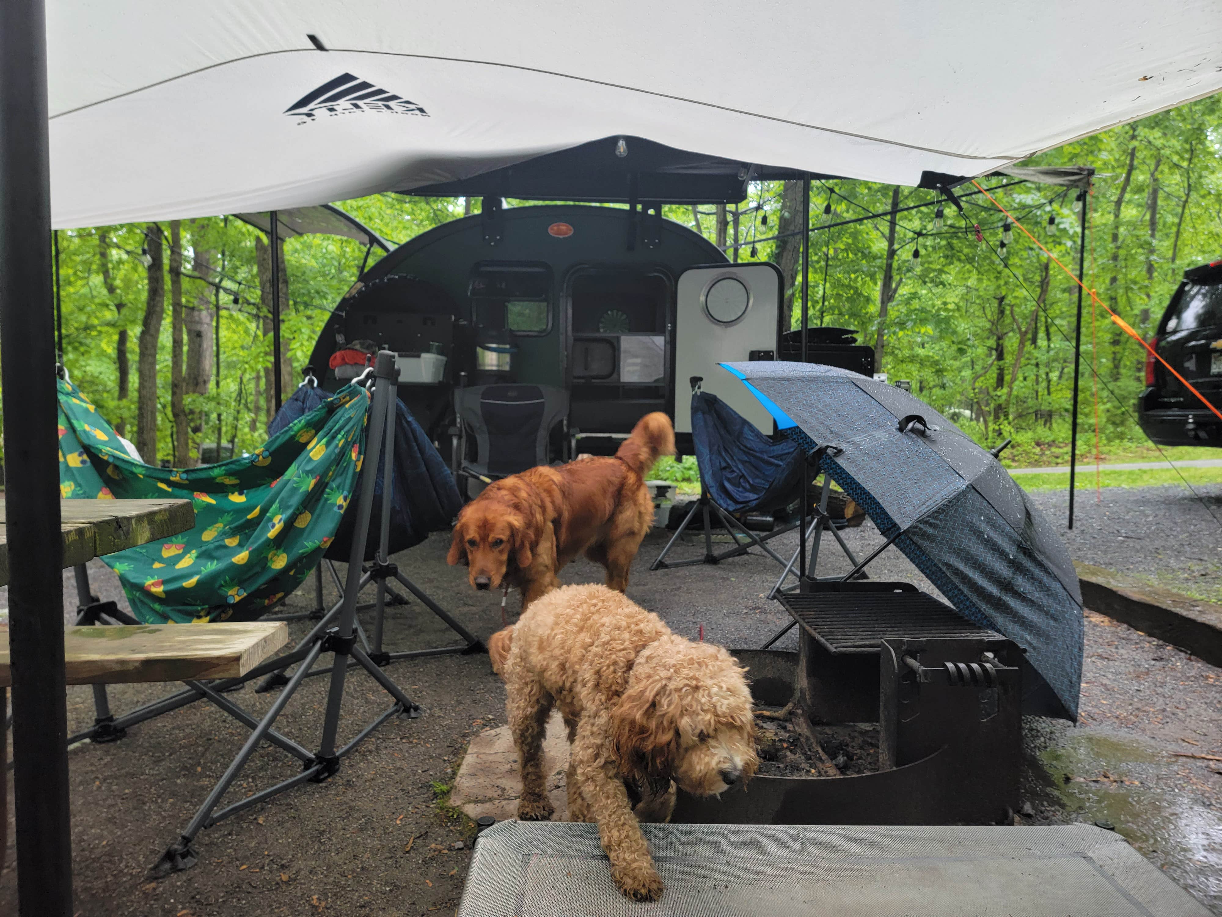 Stuart H.'s photo of camping with pets at Greenbrier State Park Campground - TEMPORARILY CLOSED in Maryland