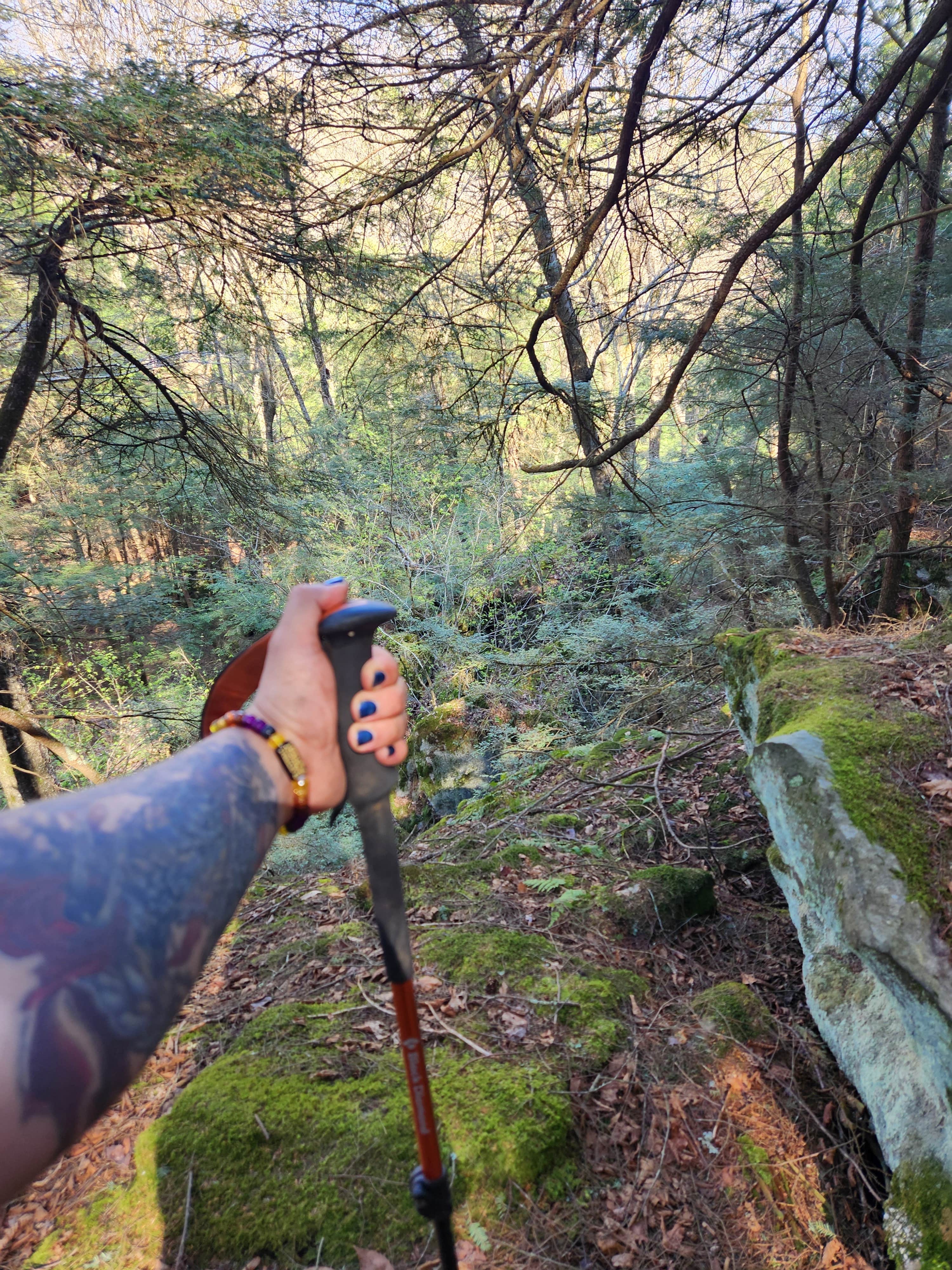 Camper-submitted photo at Forestry Road Dispersed Campsite near Tionesta, PA