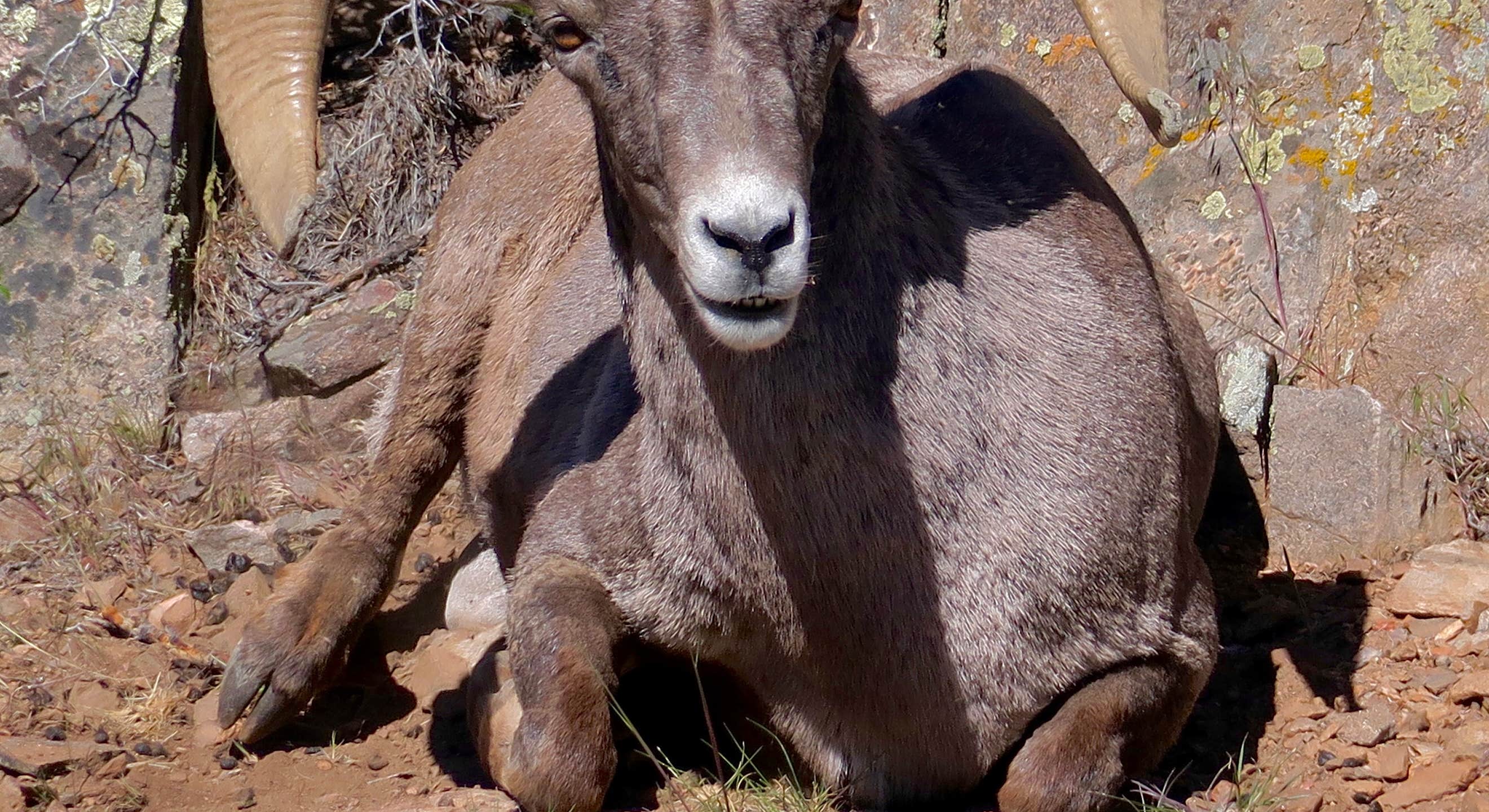 Ram Pic Near South Rim Campground in Black Canyon of the Gunnison National Park