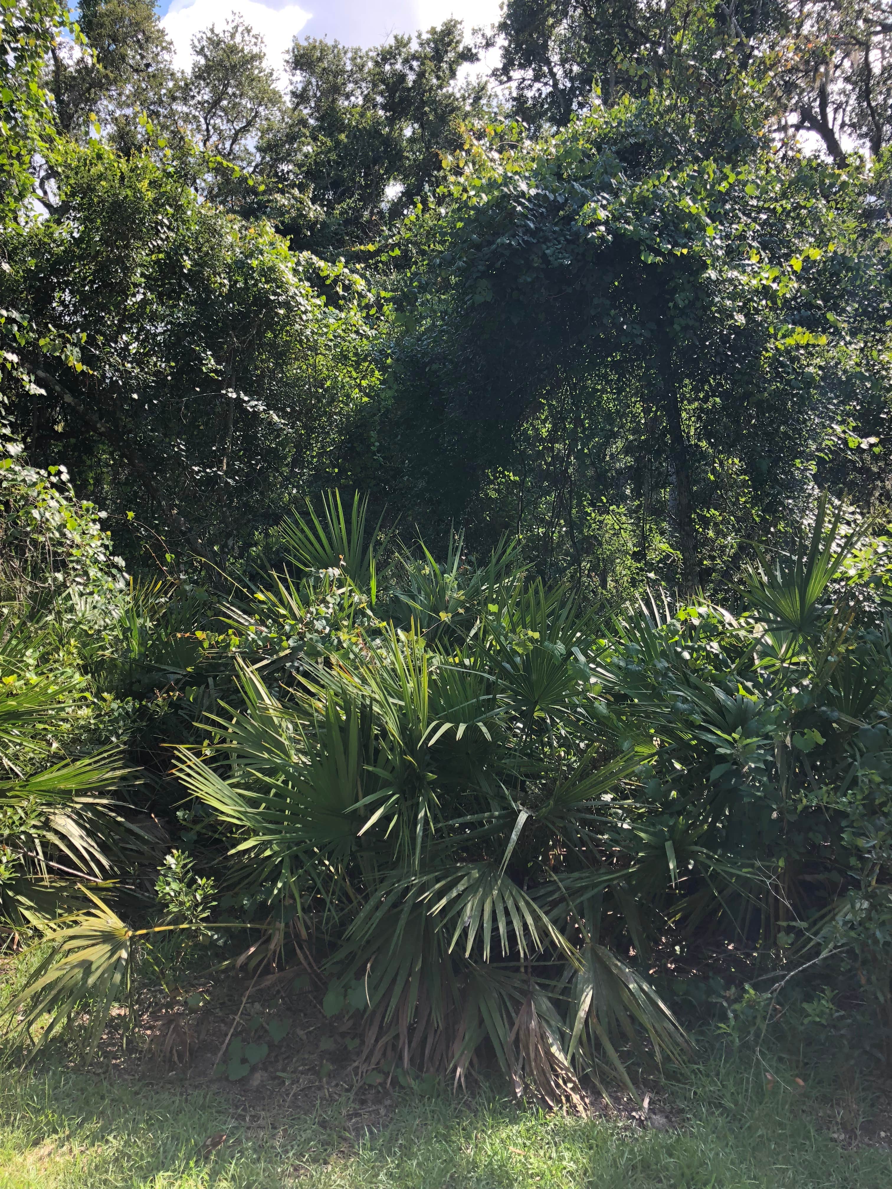 Camper-submitted photo at Faver-Dykes State Park Campground near San Mateo, FL