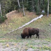 Review photo of Norris Campground — Yellowstone National Park - TEMPORARILY CLOSED by Kevin M., October 11, 2018