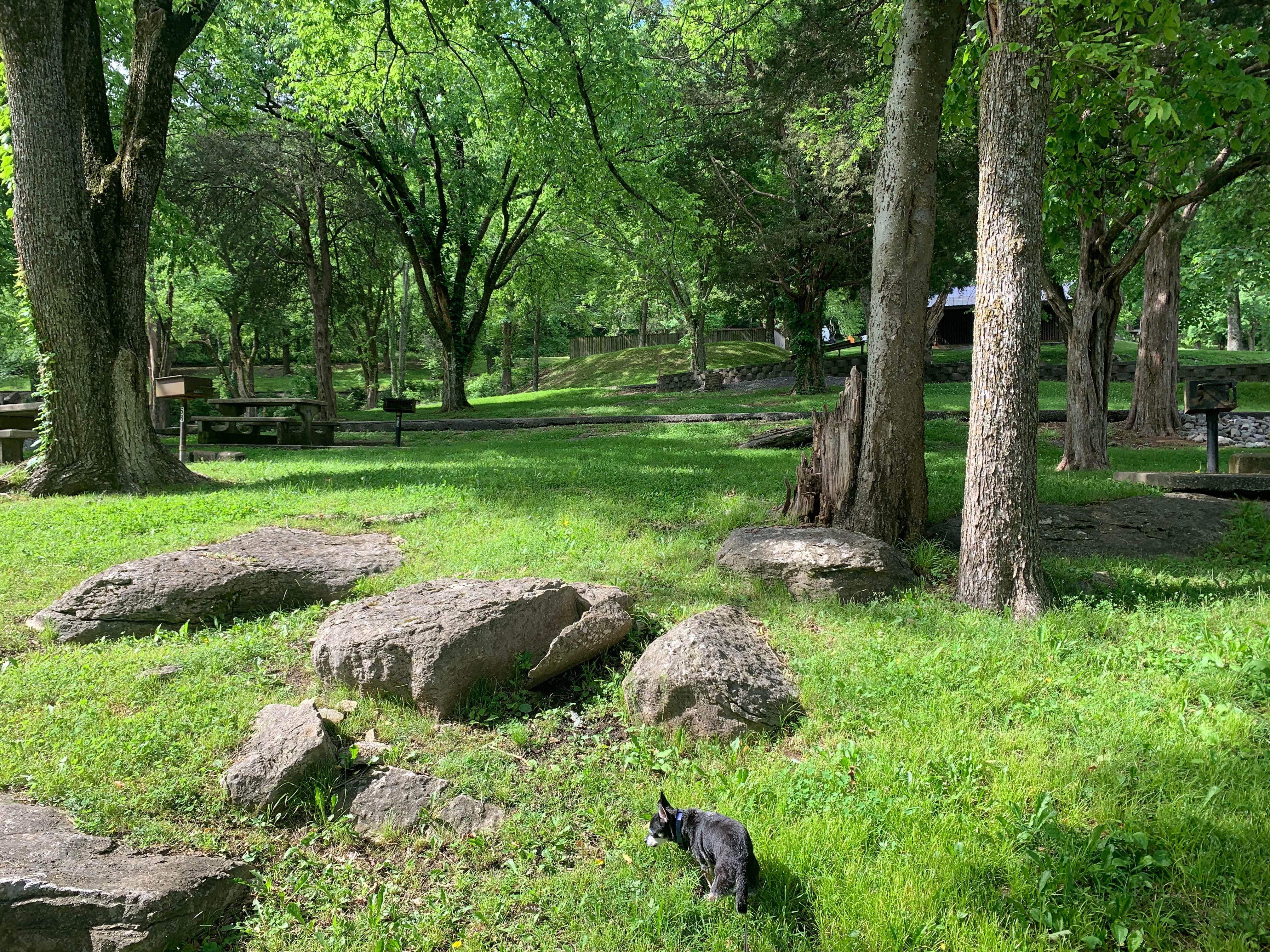Michael W.'s photo of camping with pets at Floating Mill Park near Monterey, TN