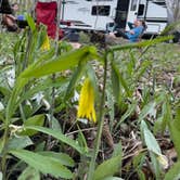 Review photo of Nerstrand Big Woods State Park Campground by Timothy W., May 18, 2023