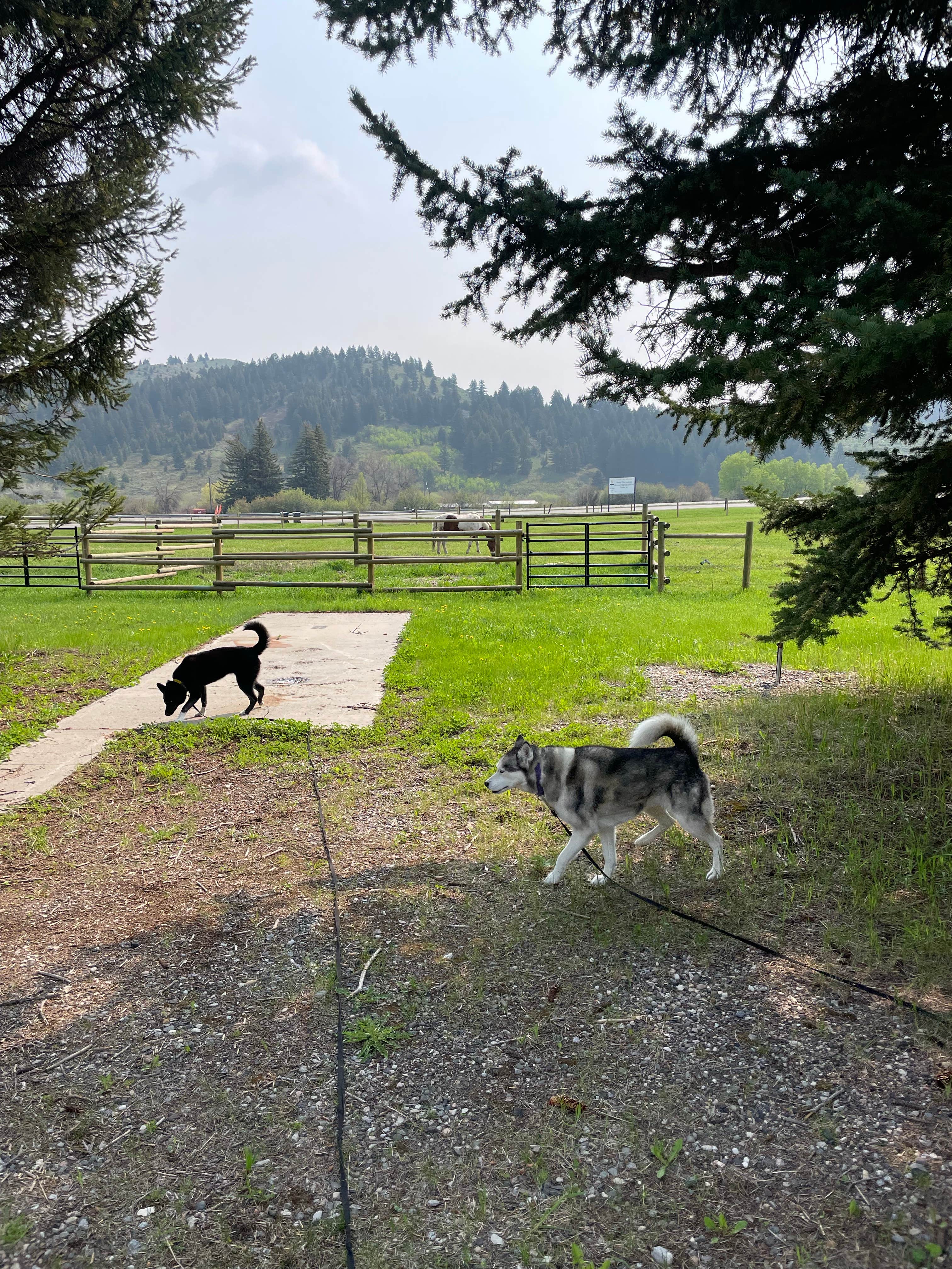 Dylan R.'s photo of camping with pets at VangoBoon near Gallatin National Forest