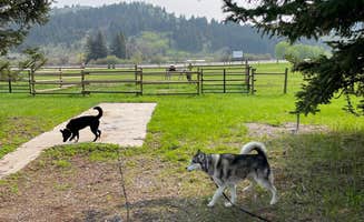 Dylan R.'s photo of camping with pets at VangoBoon near Livingston, MT