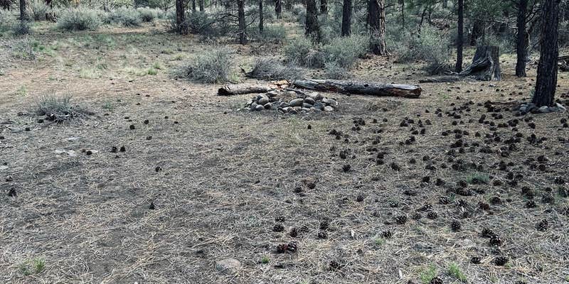 Camper submitted image from Chipmunk Mountain Basecamp on Forest Road 4606