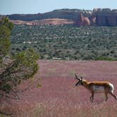 Review photo of Knowles Overlook Campground by Ben R., May 19, 2023