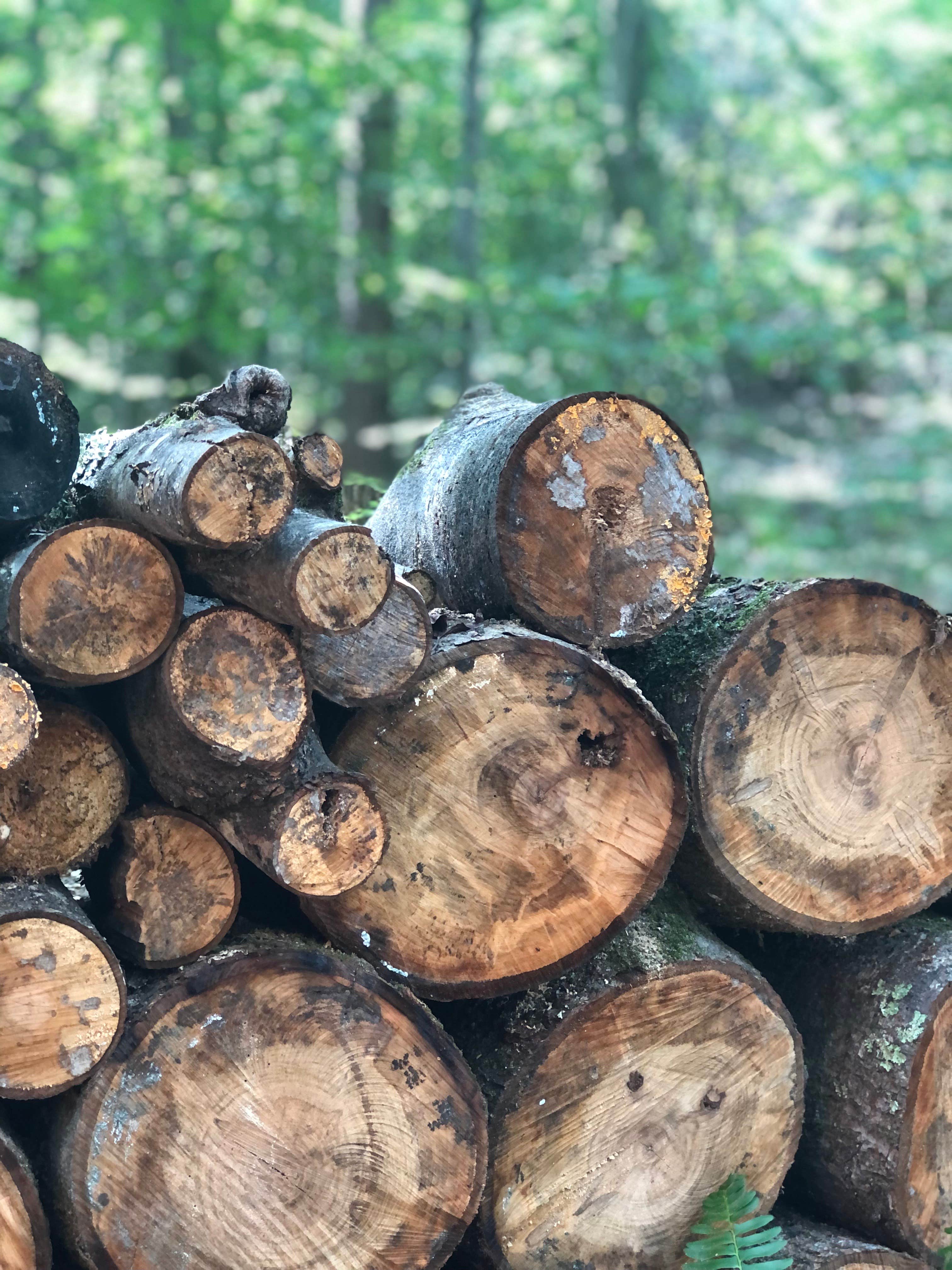 Camper-submitted photo at Phantom Hill Forest Farm near Palmyra, VA