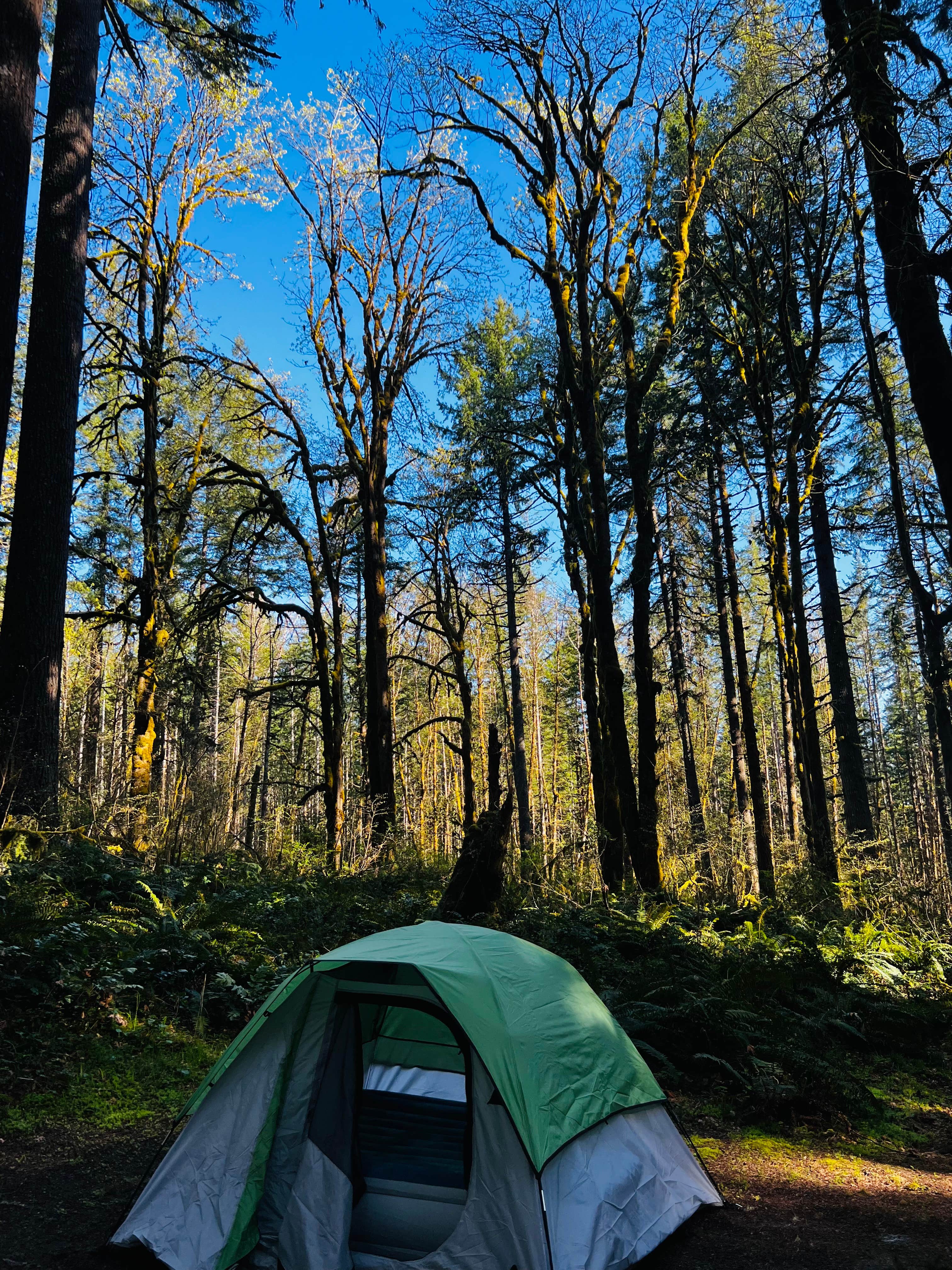 Boston S.'s photo at Seaquest State Park Campground near Toutle, WA