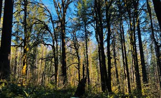 Boston S.'s photo at Seaquest State Park Campground near Toutle, WA