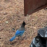 Review photo of Upper Pines Campground — Yosemite National Park by Joseph R., May 20, 2023