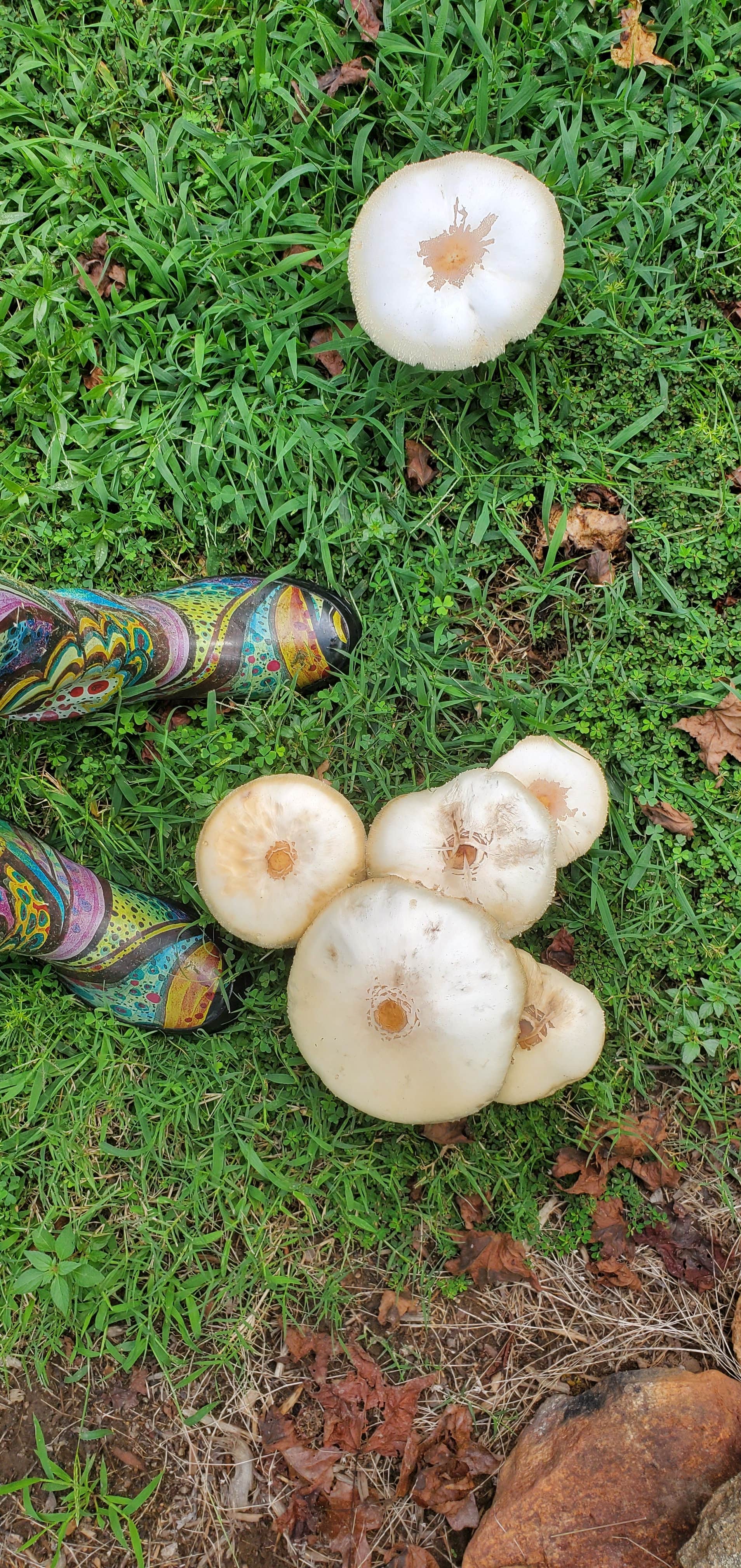 Camper-submitted photo at Hippie Holler near Rock Hill, SC