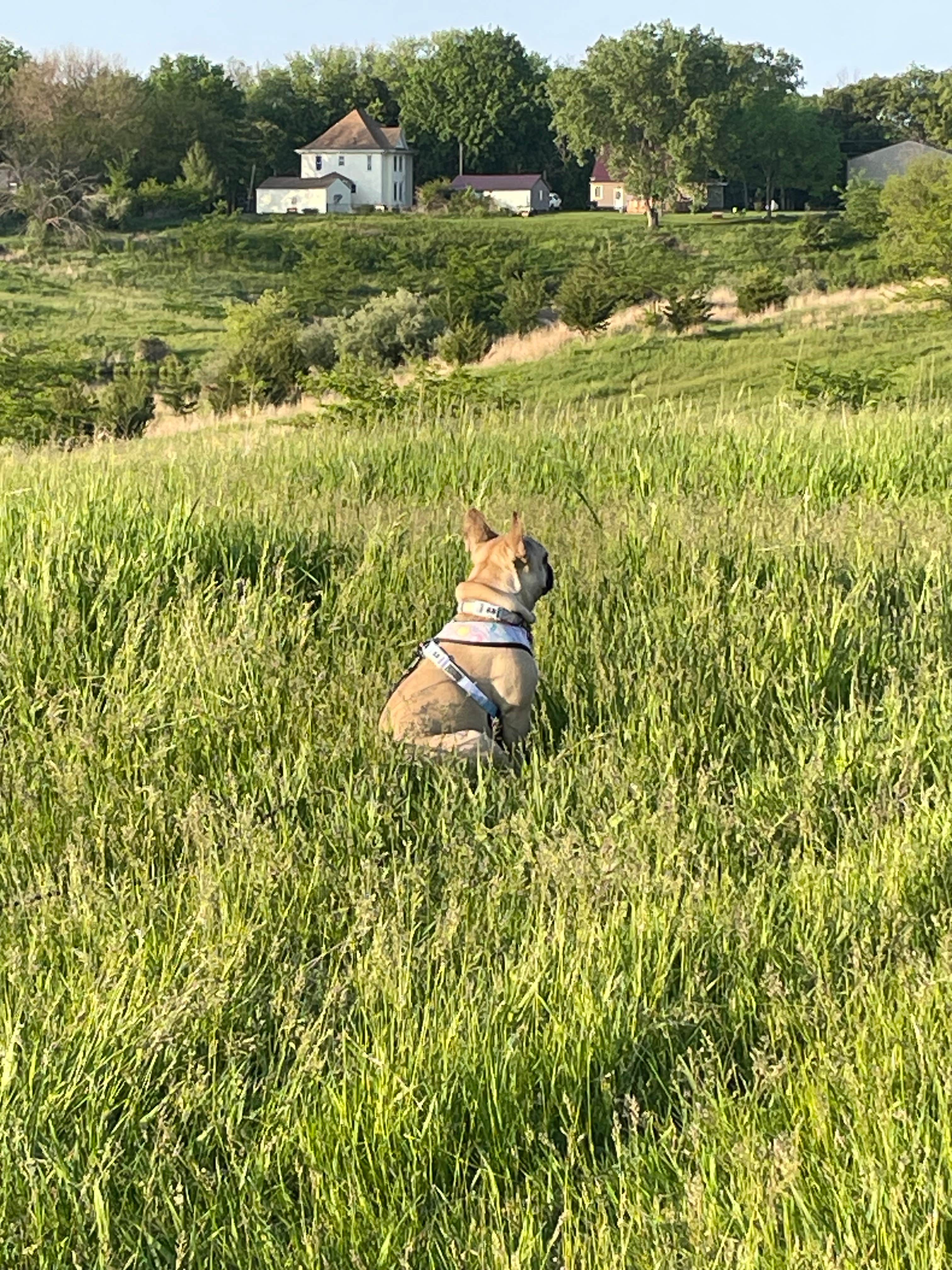 Zachary J.'s photo of camping with pets at Nature Haven at Red Rock Lake near Rathbun Lake