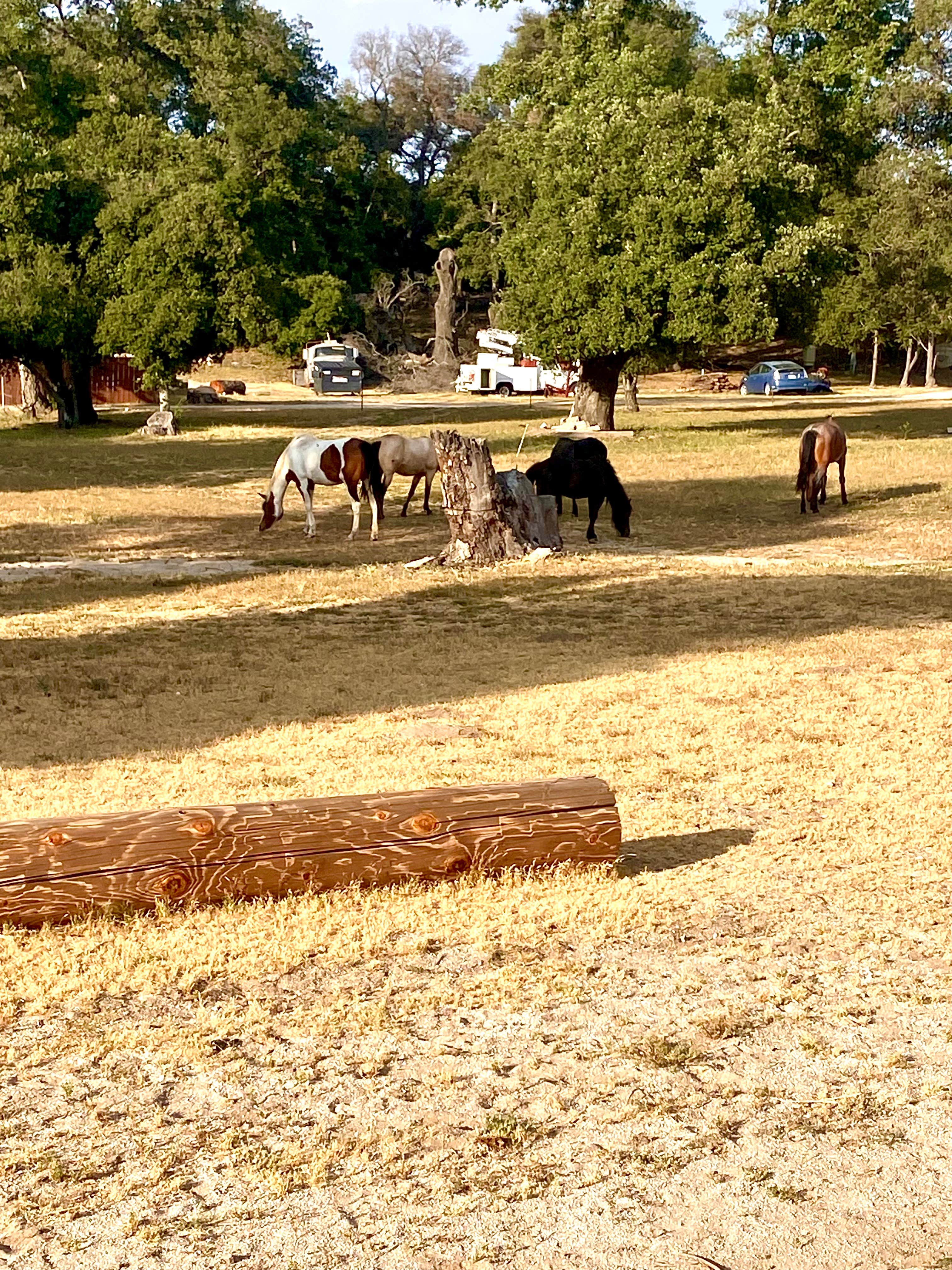 Camper submitted image from BOULEVARD / CLEVELAND NATIONAL FOREST KOA HOLIDAY - 4