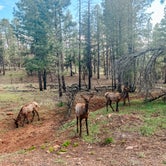 Review photo of Coconino Rim Road Dispersed Camping by Cassie T., May 21, 2023