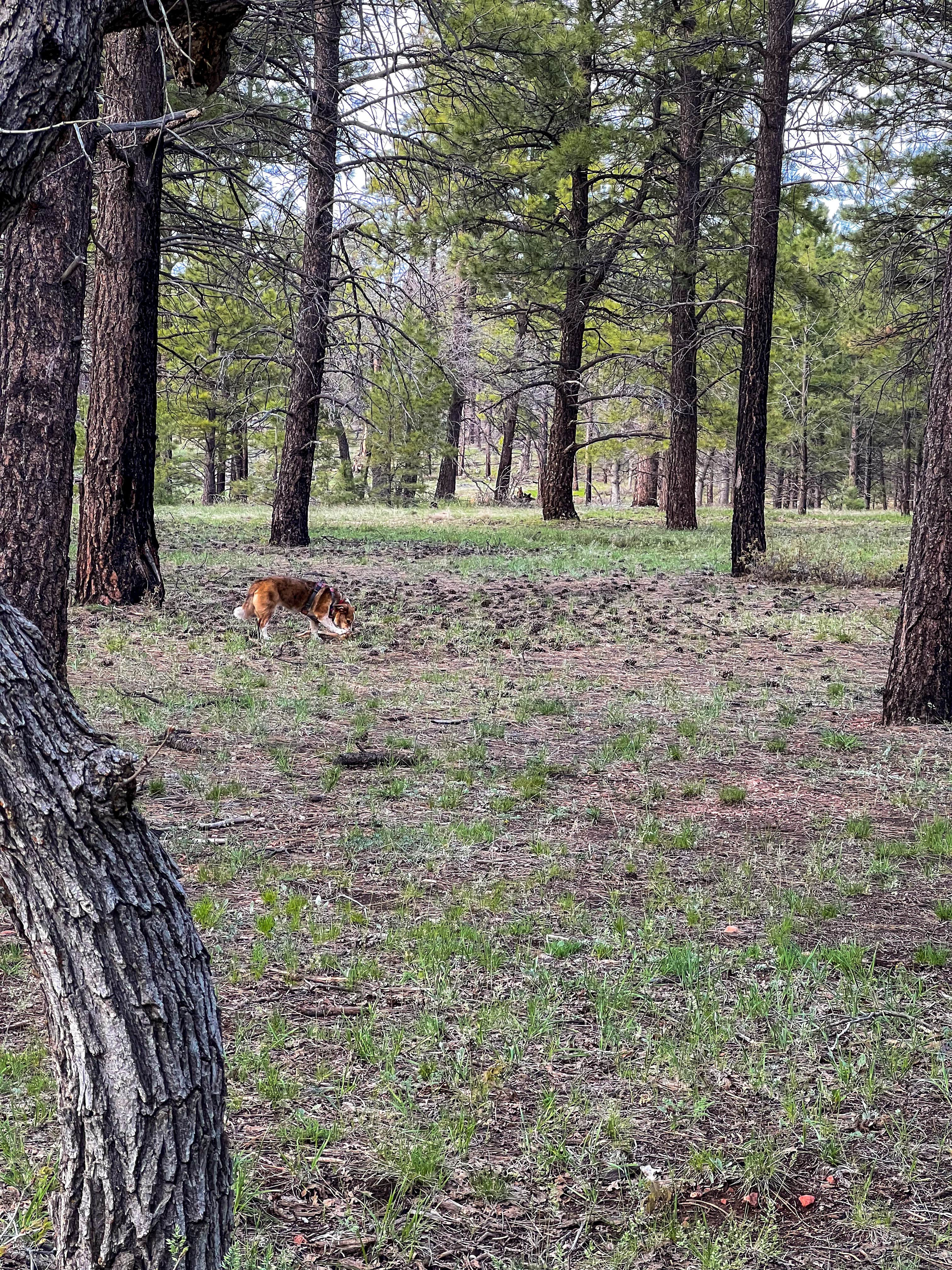 Cassie T.'s photo of camping with pets at Coconino Rim Road Dispersed Camping near Gray Mountain, AZ