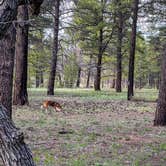 Review photo of Coconino Rim Road Dispersed Camping by Cassie T., May 21, 2023