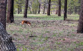 Cassie T.'s photo of camping with pets at Coconino Rim Road Dispersed Camping near Cameron, AZ
